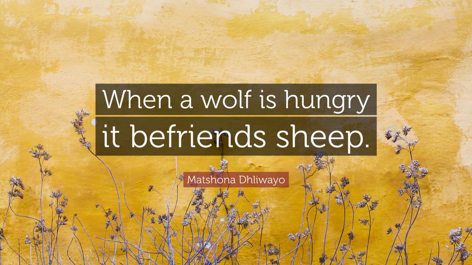 Matshona Dhliwayo Quote When A Wolf Is Hungry It Befriends Sheep