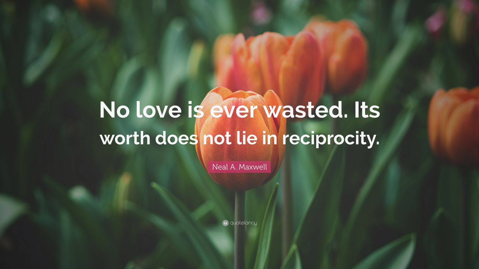 Neal A. Maxwell Quote: “No love is ever wasted. Its worth does not lie ...