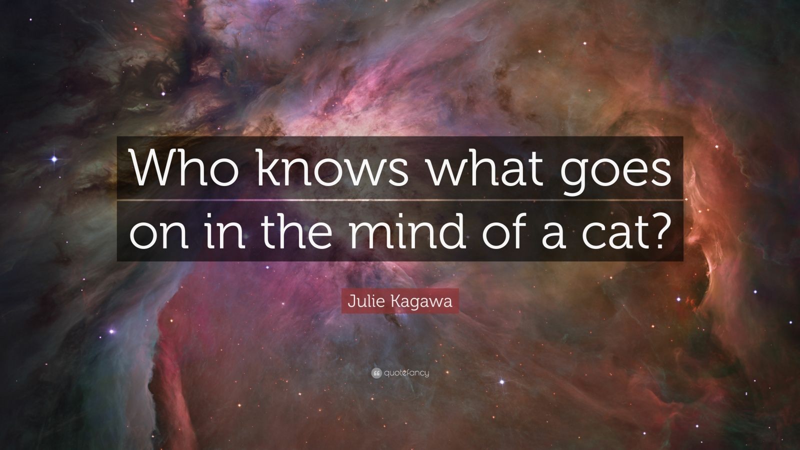 Julie Kagawa Quote Who Knows What Goes On In The Mind Of A Cat