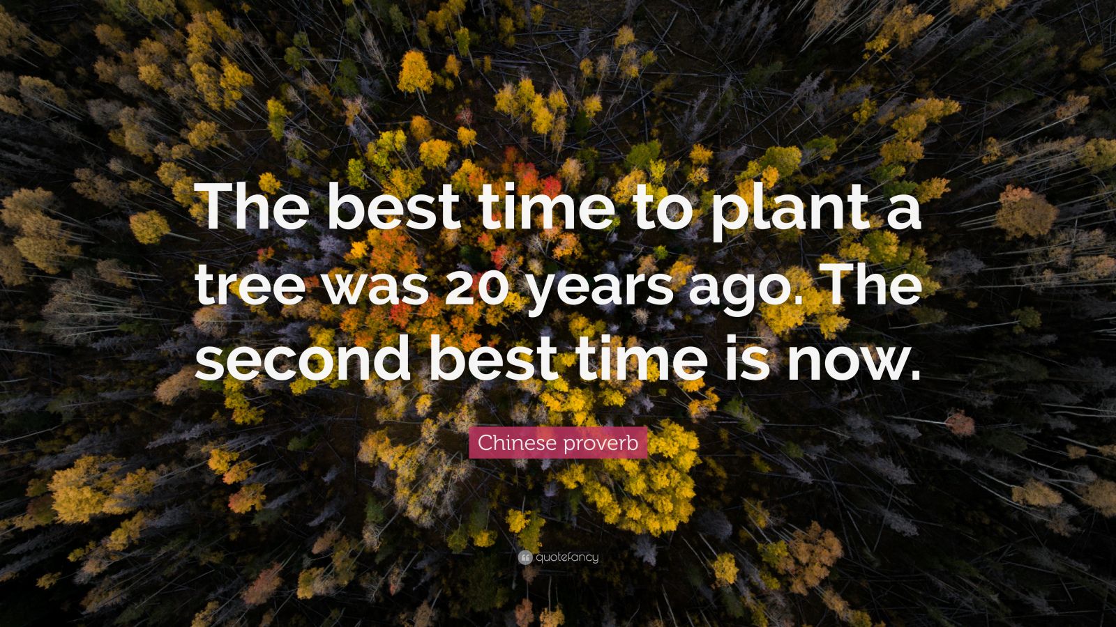 Chinese proverb Quote “The best time to plant a tree was 20 years ago