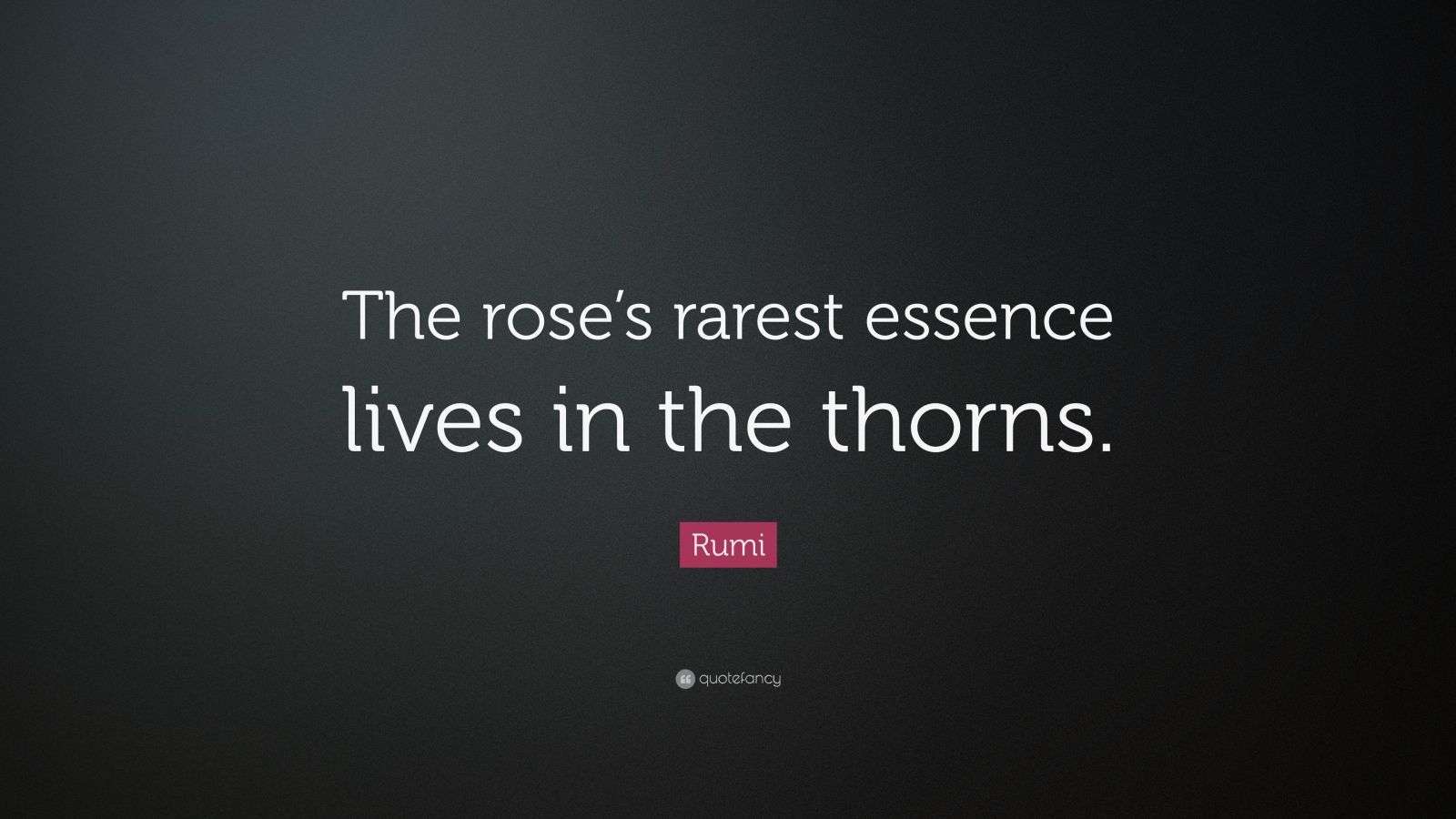 Rumi Quote “The rose’s rarest essence lives in the thorns.” (10 wallpapers) Quotefancy