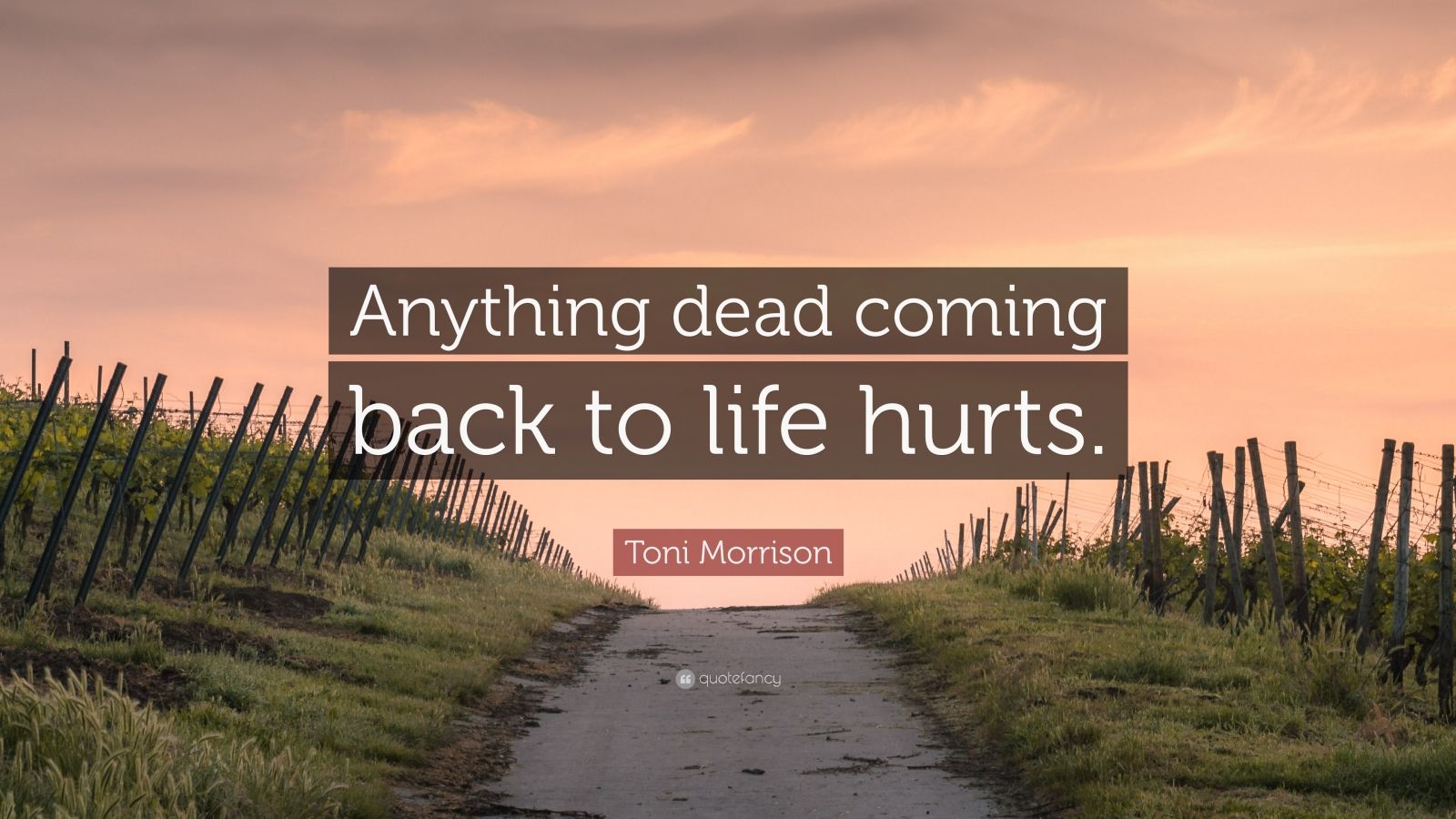 Toni Morrison Quote “Anything dead coming back to life hurts.”