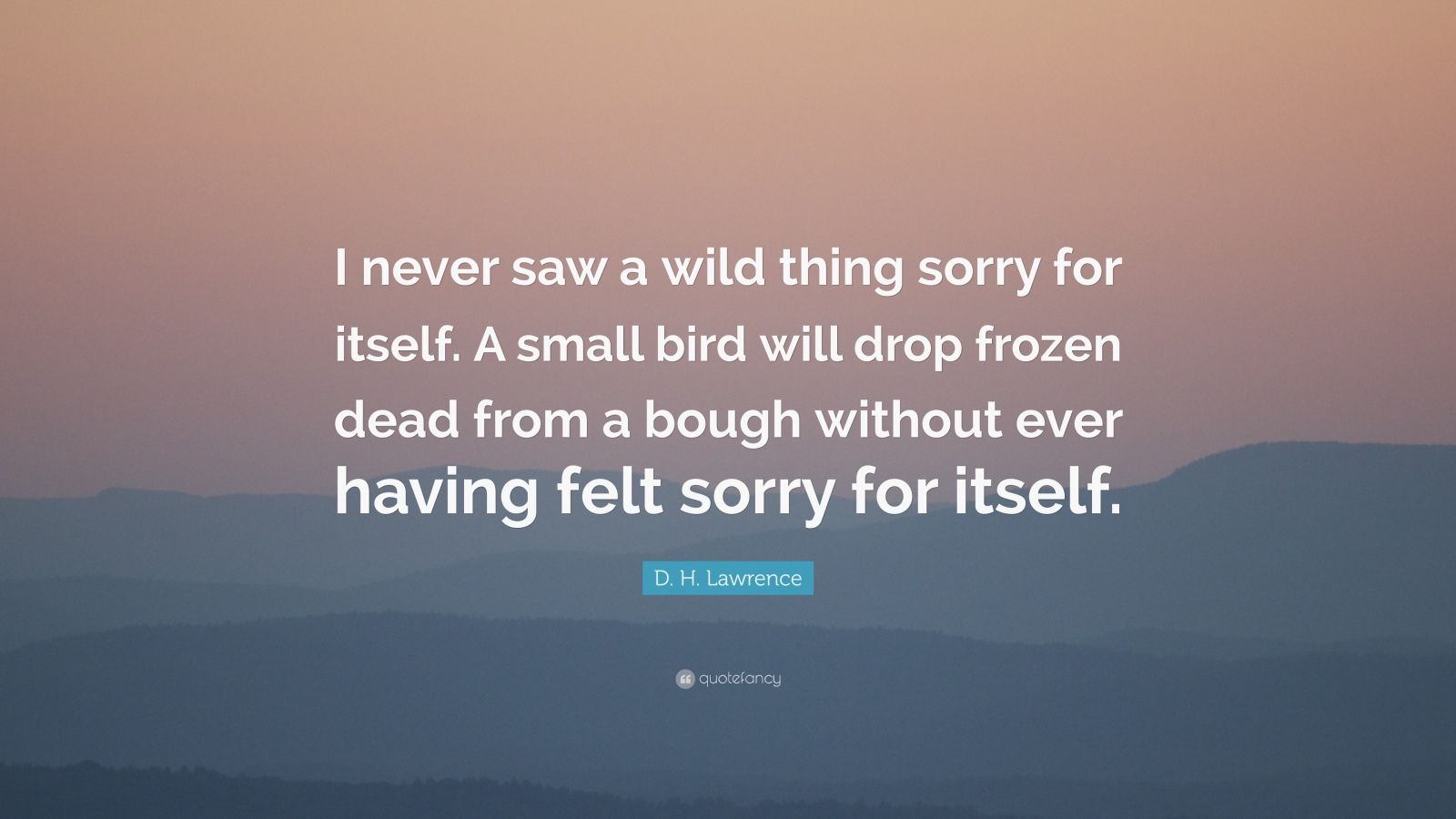 D. H. Lawrence Quote “I never saw a wild thing sorry for