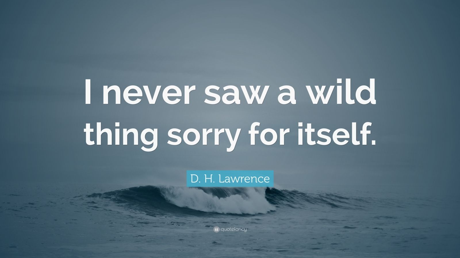 d-h-lawrence-quote-i-never-saw-a-wild-thing-sorry-for-itself-11-wallpapers-quotefancy