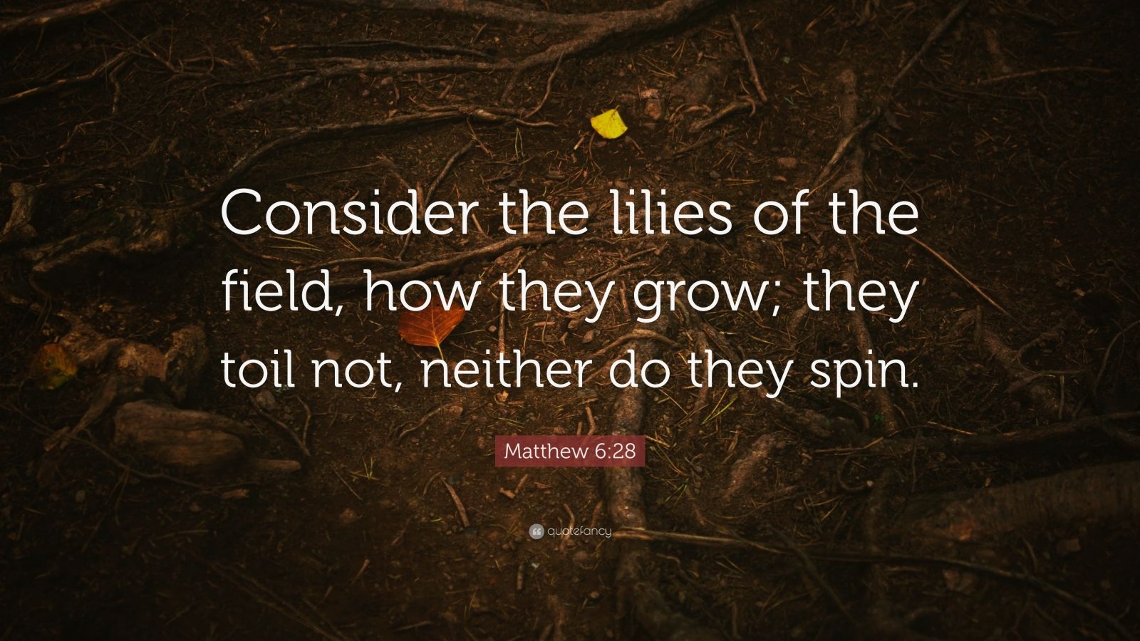 Matthew 628 Quote “Consider the lilies of the field, how they grow