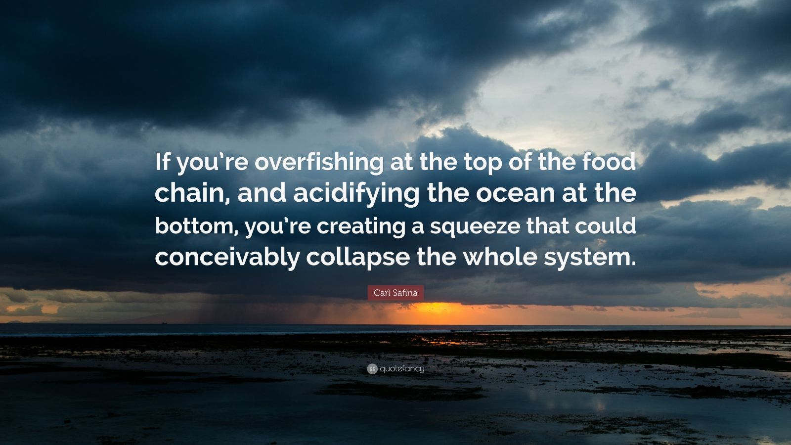 Carl Safina Quote “If you’re overfishing at the top of the food chain
