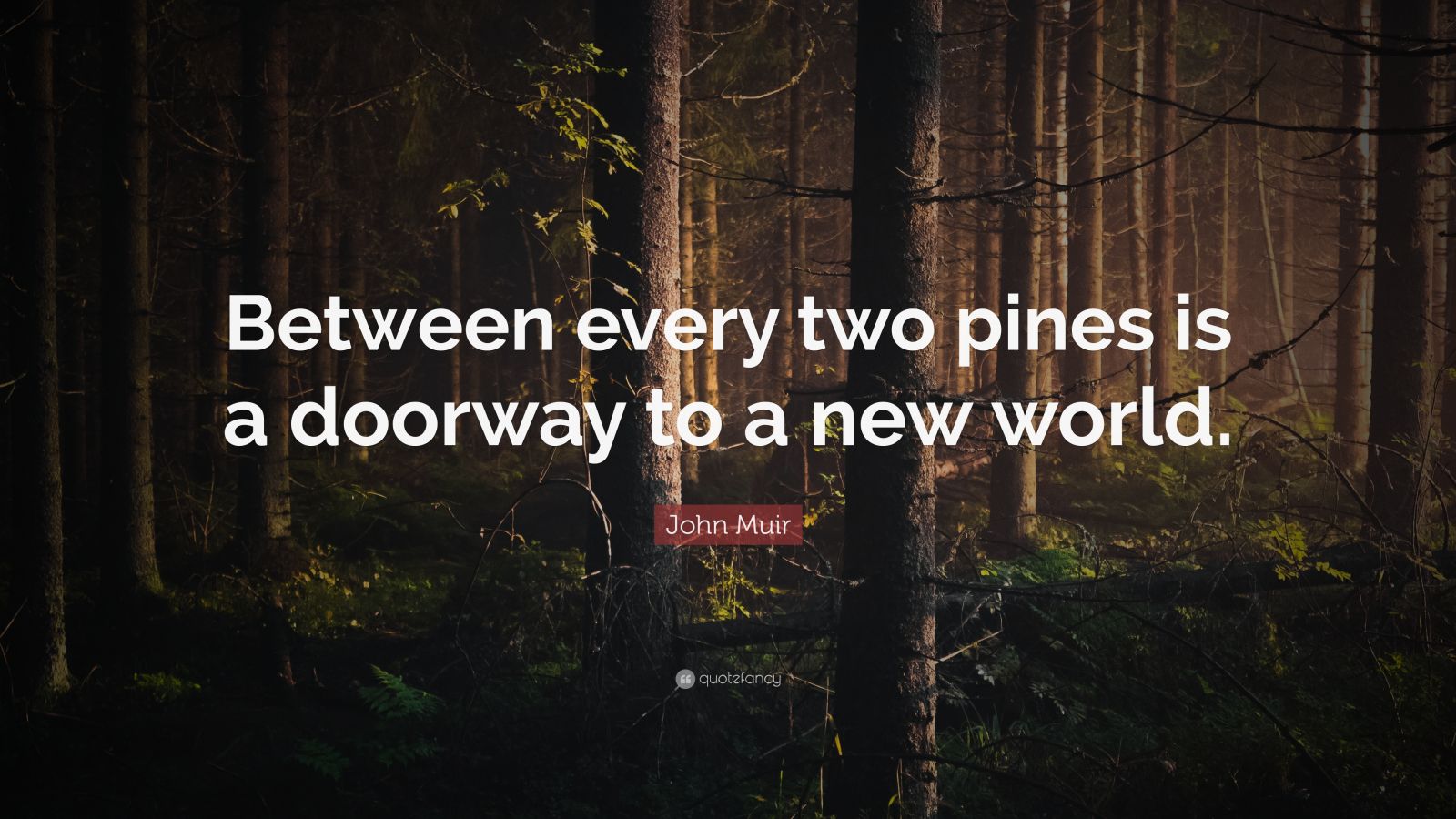 6361467 John Muir Quote Between every two pines is a doorway to a new