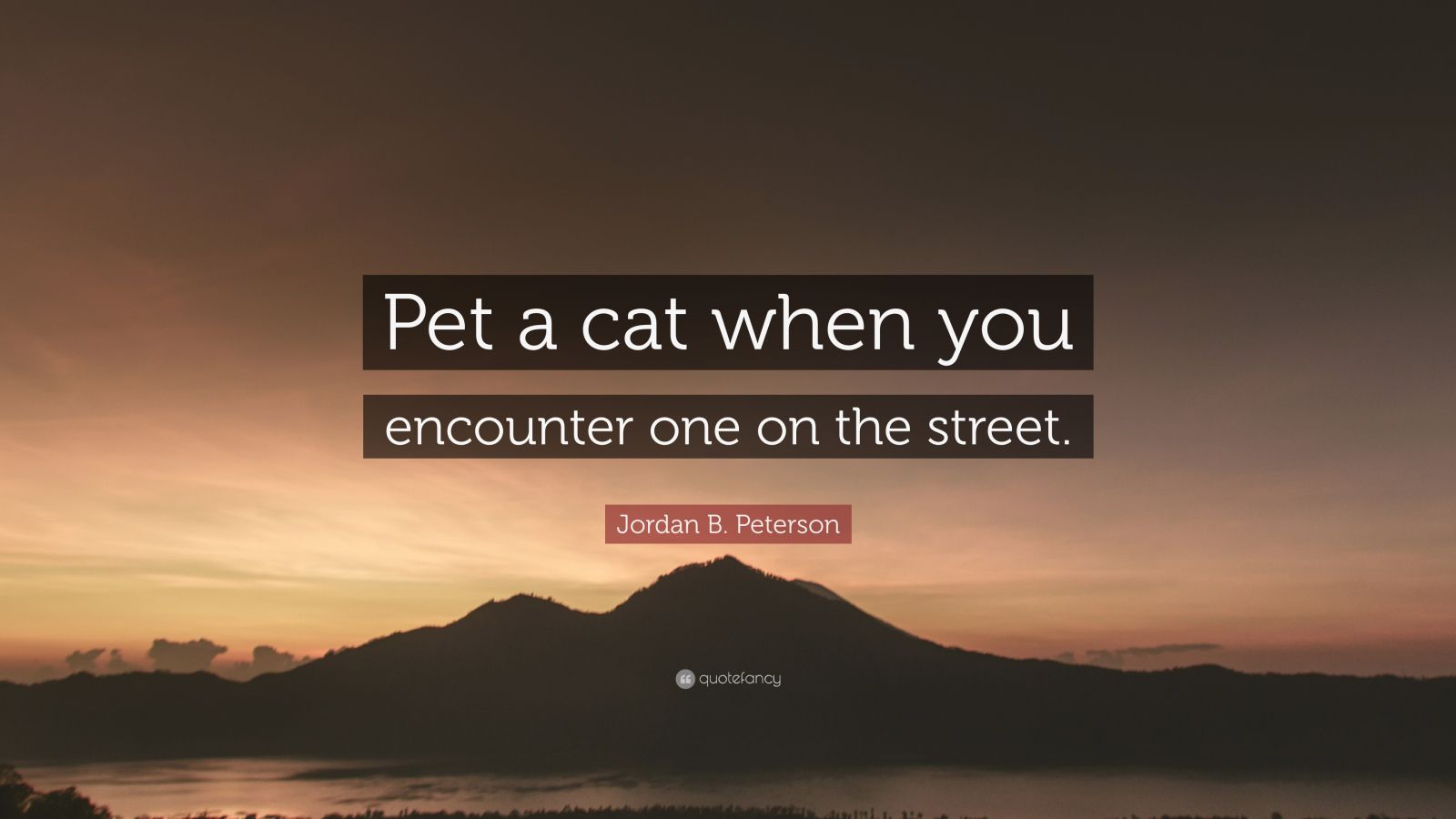 Jordan B. Peterson Quote: “Pet a cat when you encounter one on the street.”