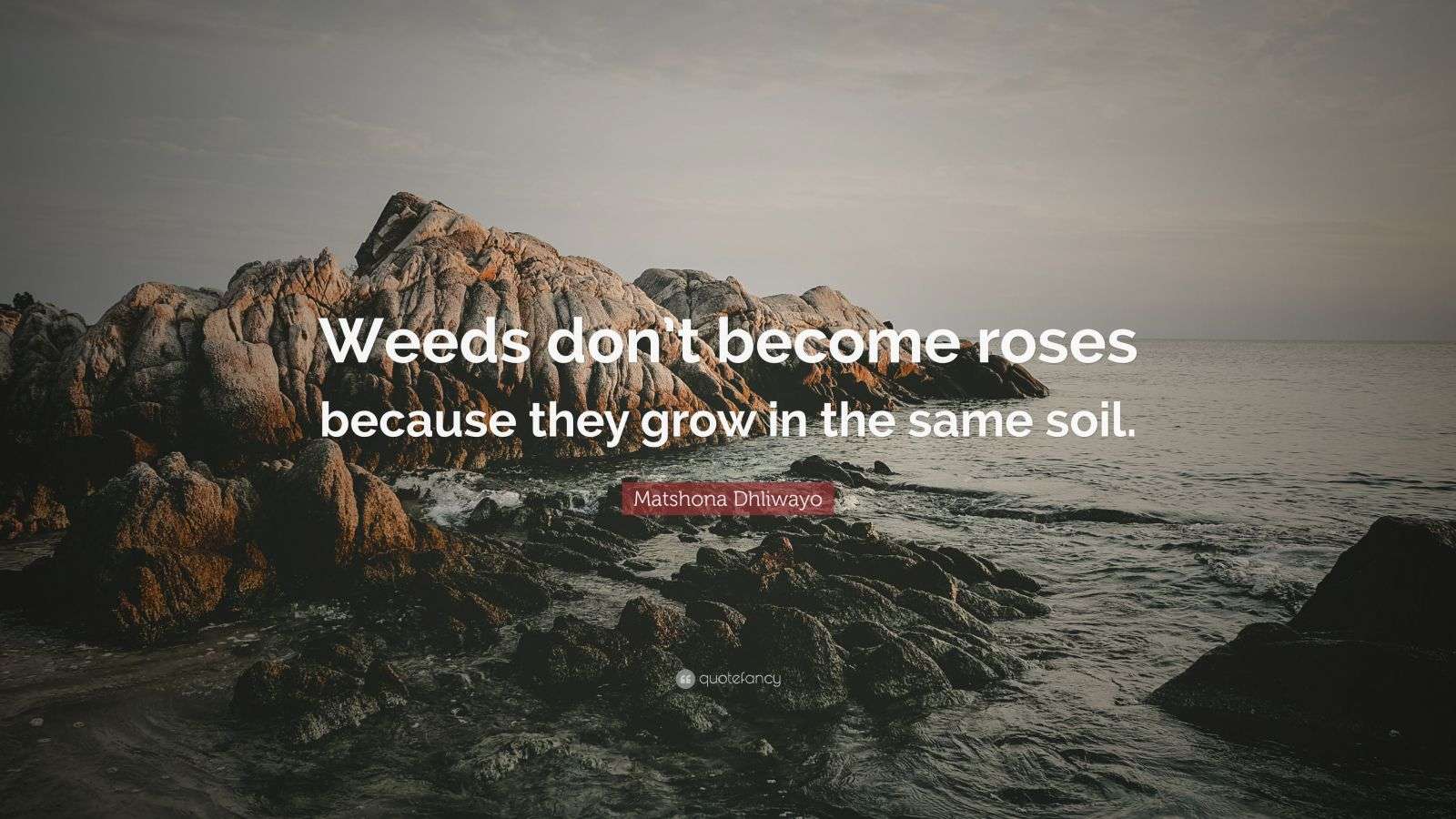 Matshona Dhliwayo Quote “Weeds don’t roses because they grow in