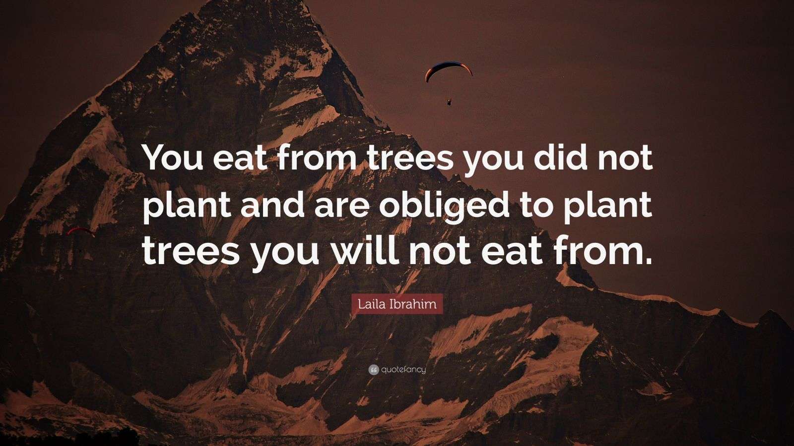 Laila Ibrahim Quote “You eat from trees you did not plant and are