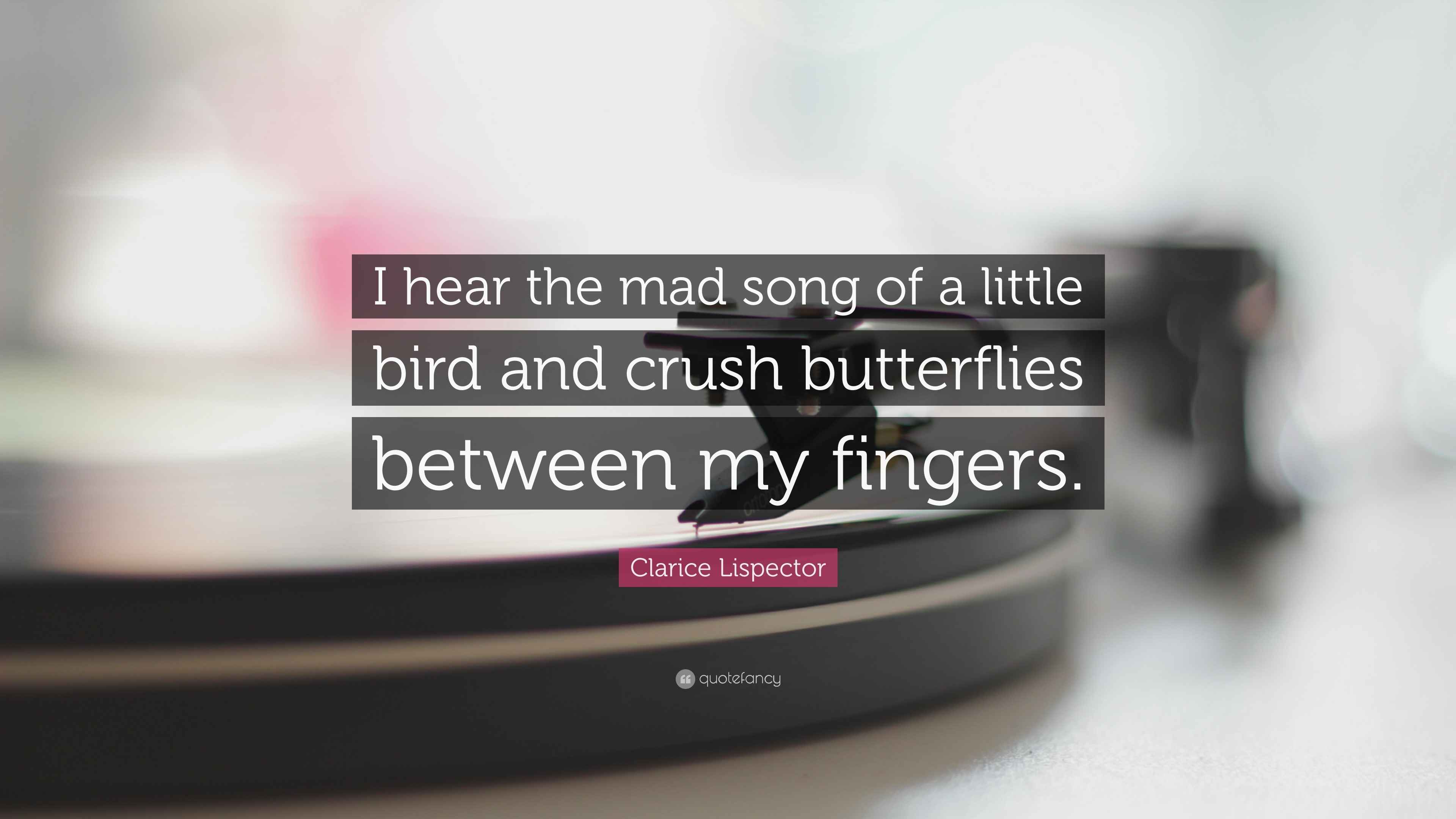 Clarice Lispector Quote: “I hear the mad song of a little bird and crush  butterflies between, image size:3840x2160