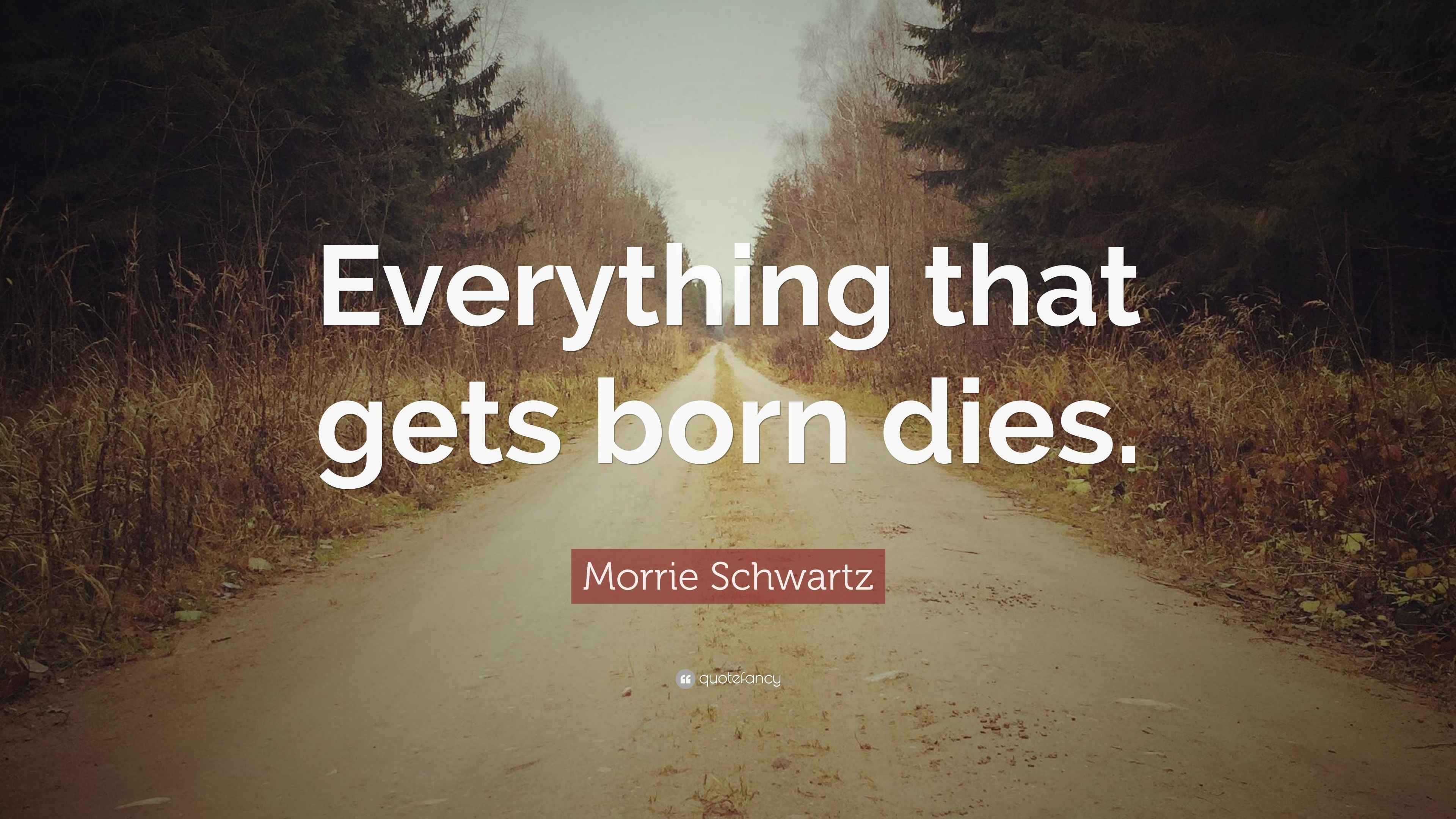 Morrie Schwartz Quote “Everything that gets born dies.”