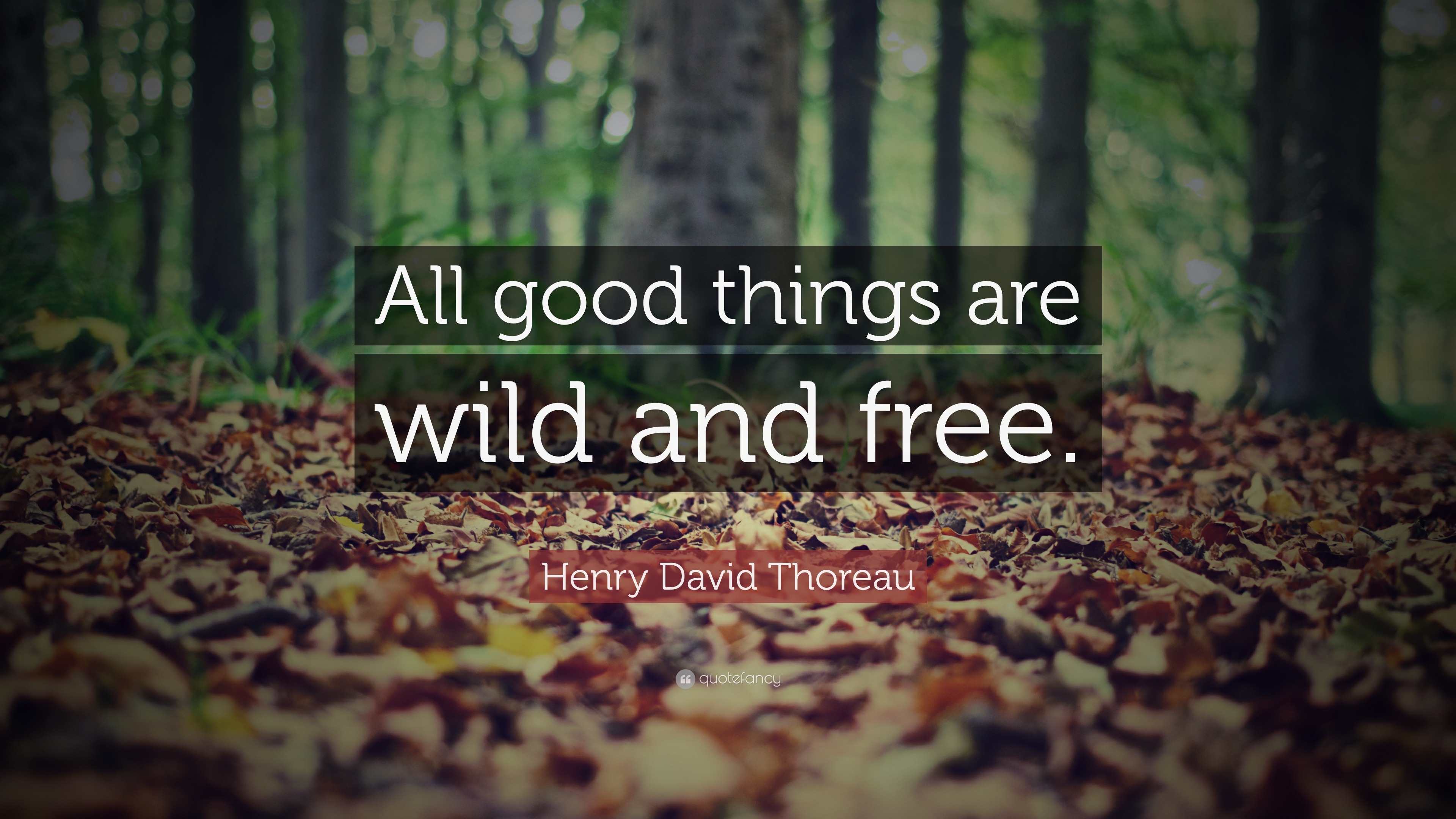 Henry David Thoreau Quote: "All good things are wild and ...
