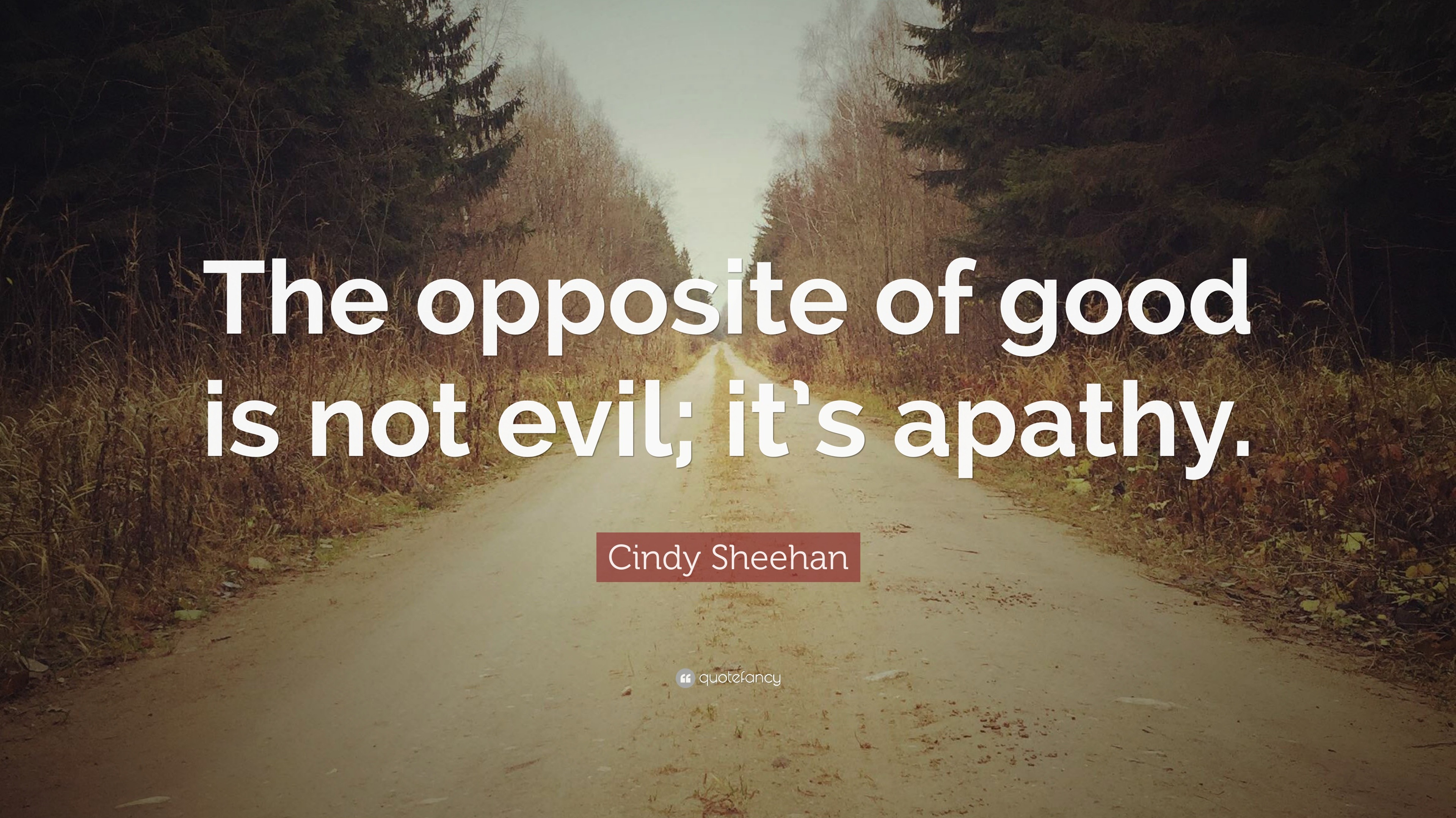 cindy-sheehan-quotes-55-wallpapers-quotefancy