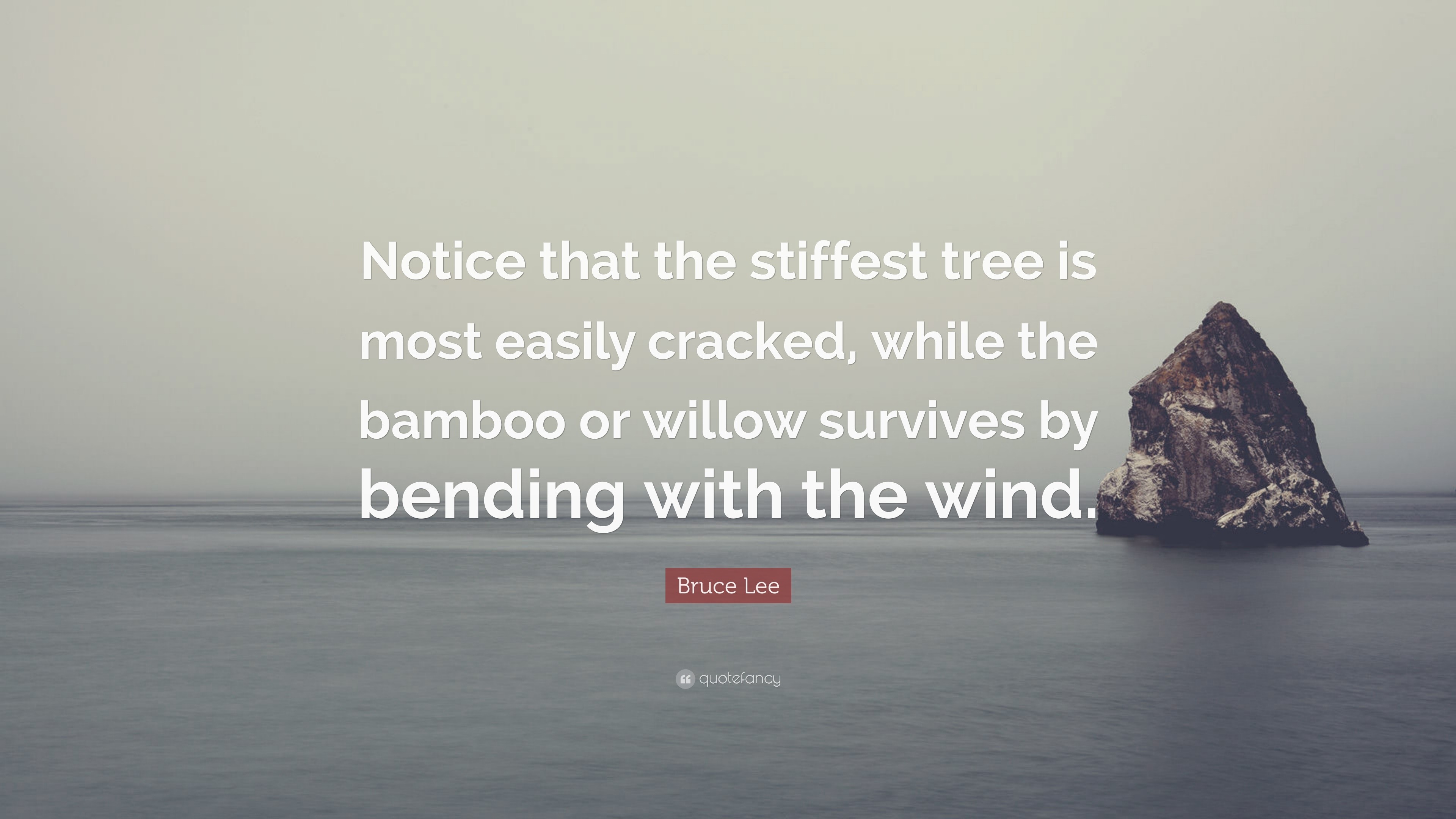 Bruce Lee Quote: “Notice that the stiffest tree is most easily cracked ...