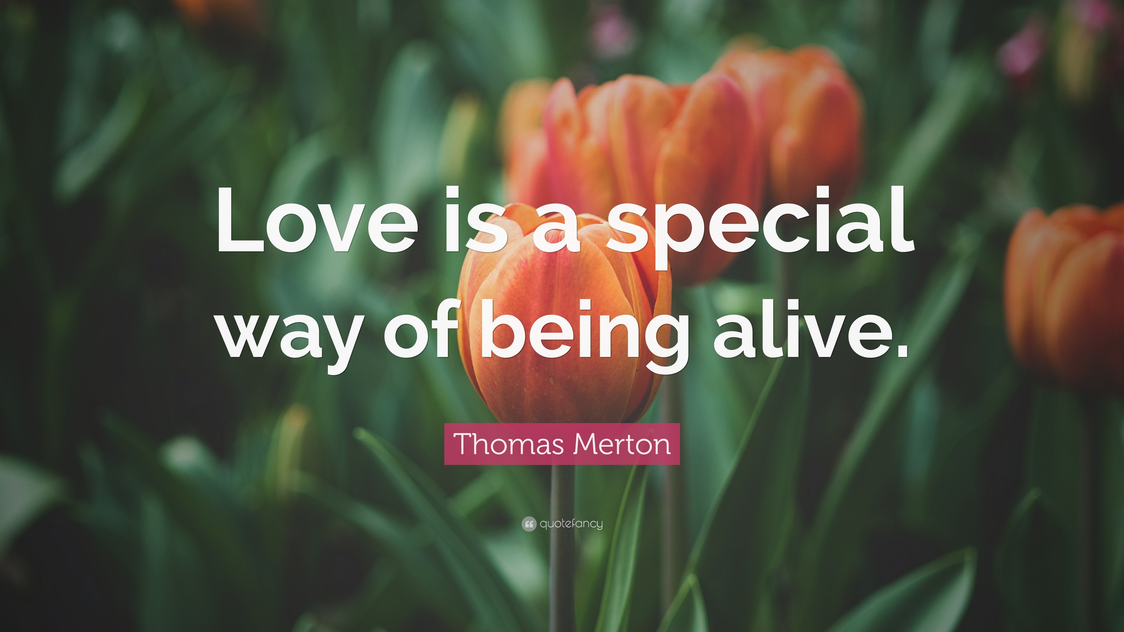 Thomas Merton Quote: “Love is a special way of being alive.”