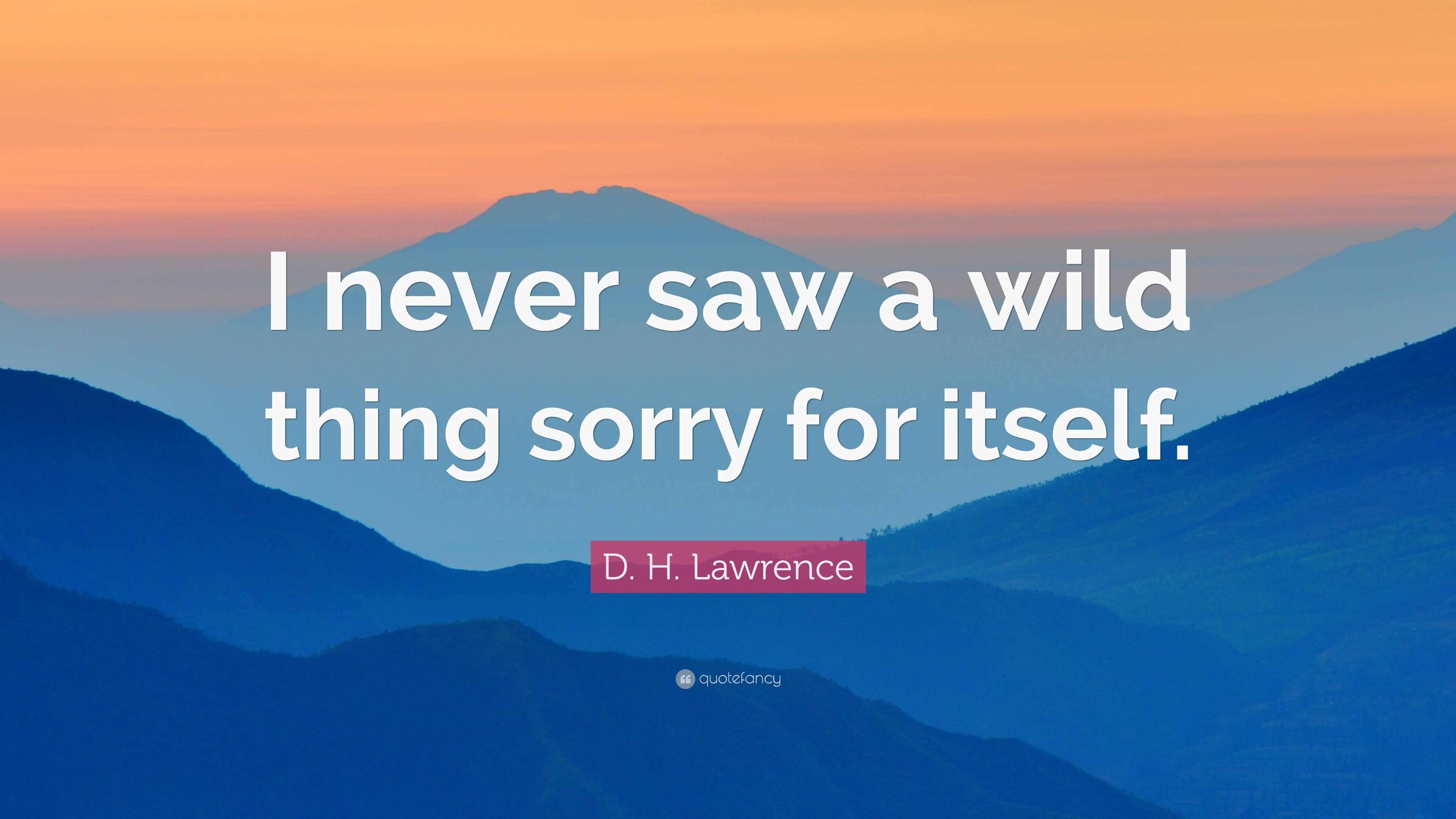 D. H. Lawrence Quote “I never saw a wild thing sorry for