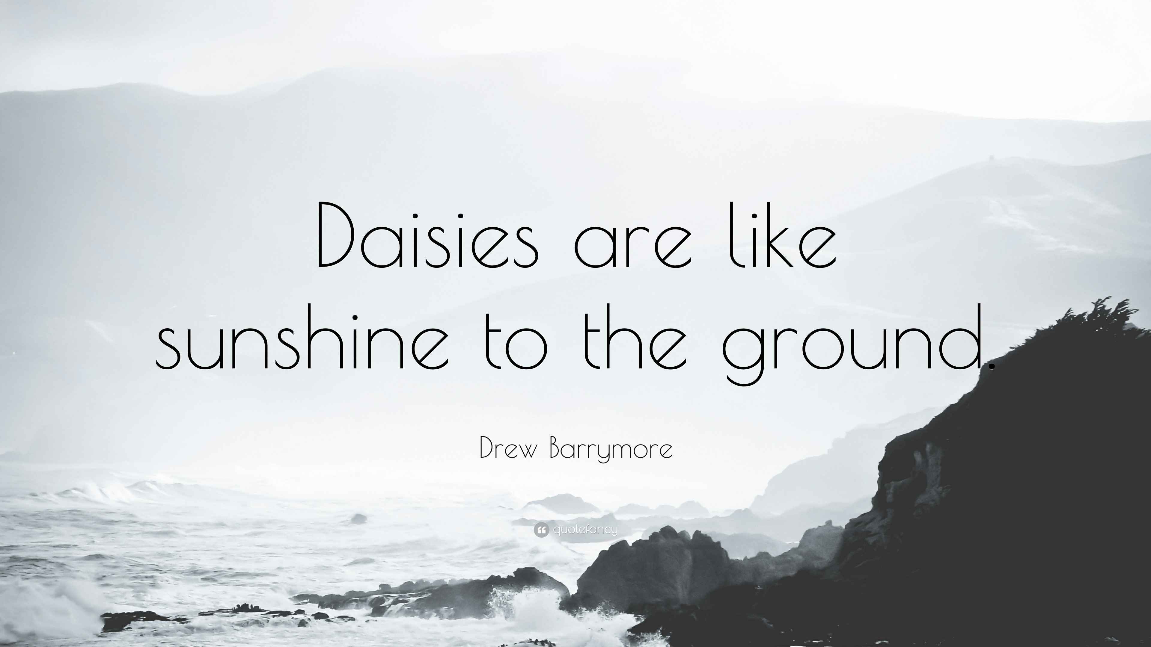 Drew Barrymore Quote “Daisies are like sunshine to the ground.”