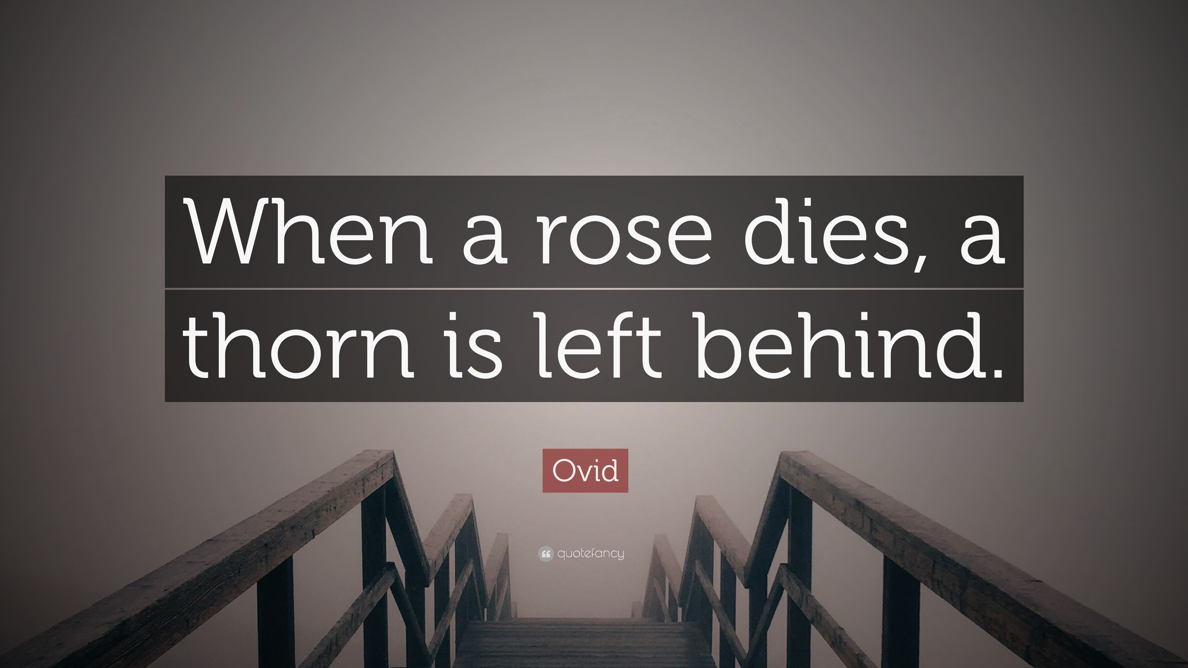 Ovid Quote “When a rose dies, a thorn is left behind.”
