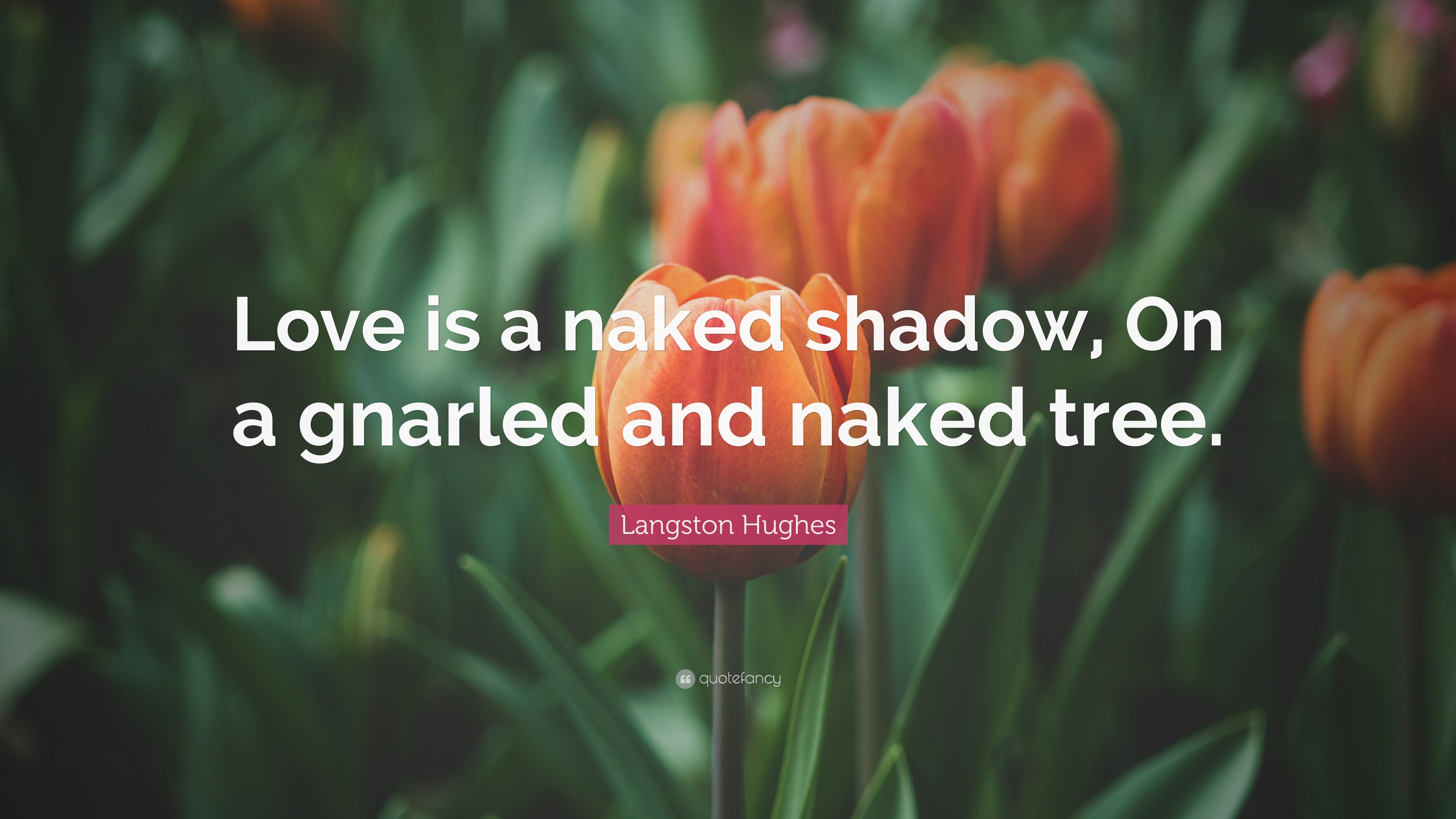 Langston Hughes Quote: “Love is a naked shadow, On a gnarled and naked  tree.”