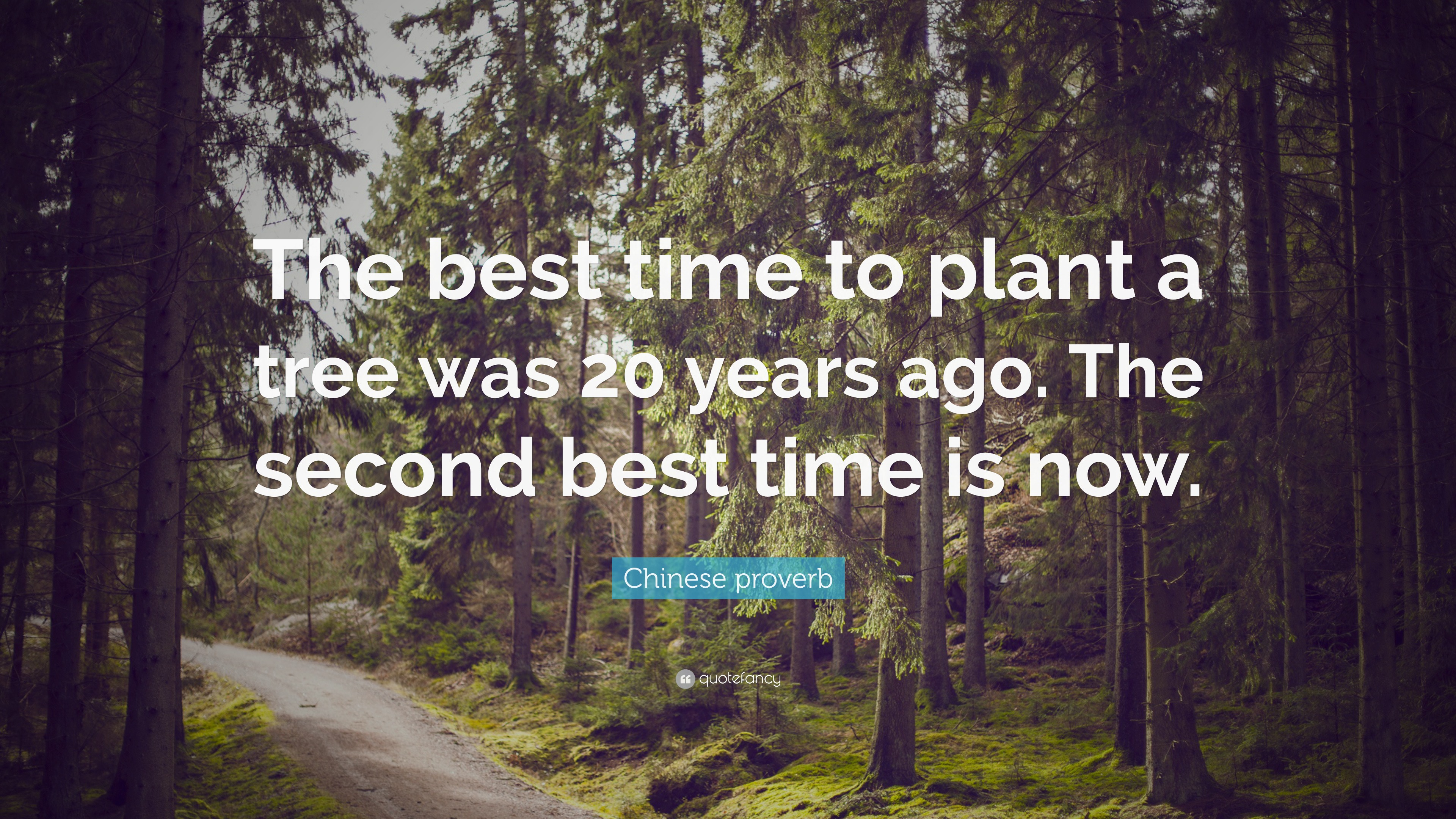 How come the saying is the best time to plant a tree was 20 years ago