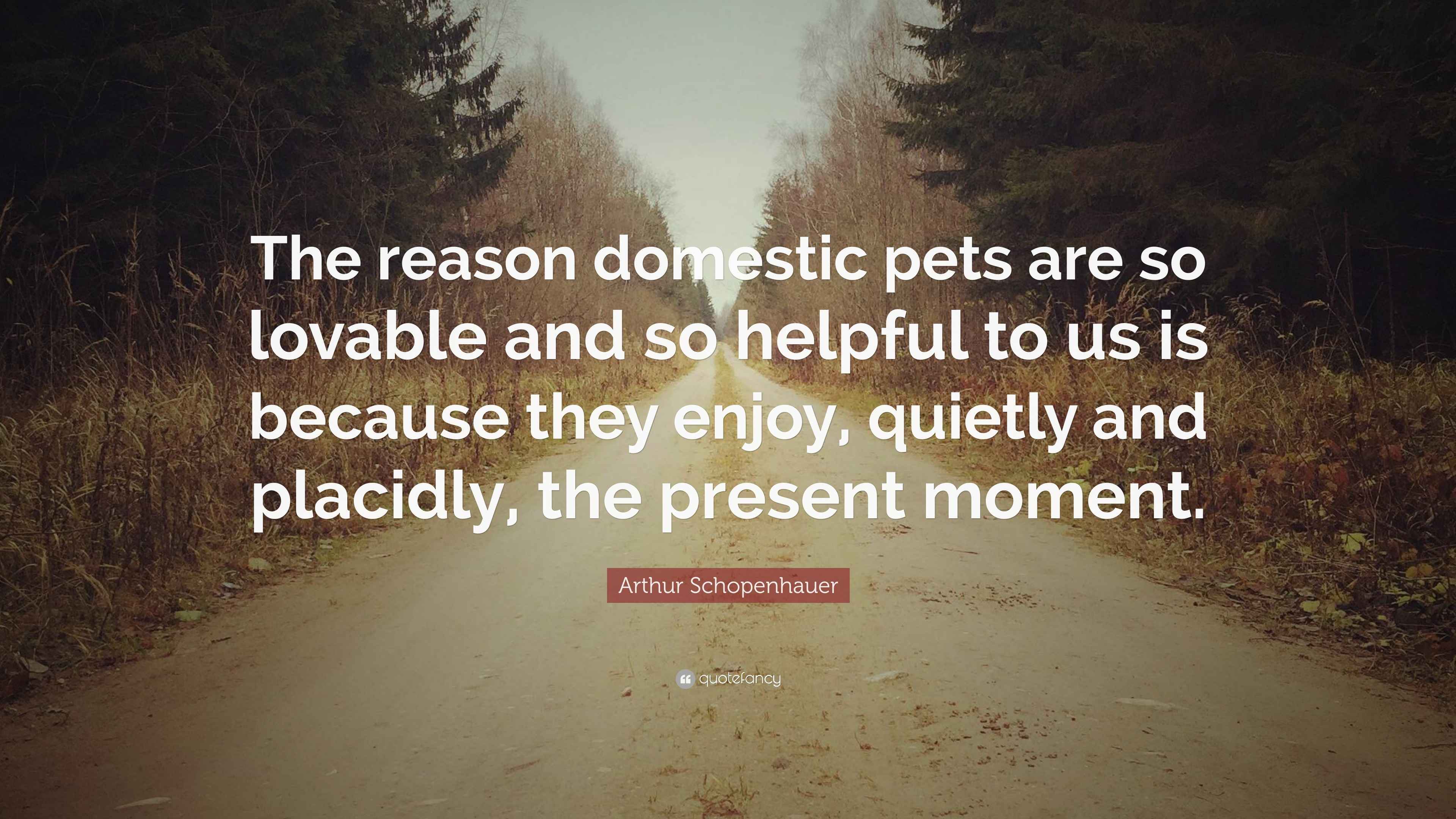 Arthur Schopenhauer Quote “The reason domestic pets are so lovable and