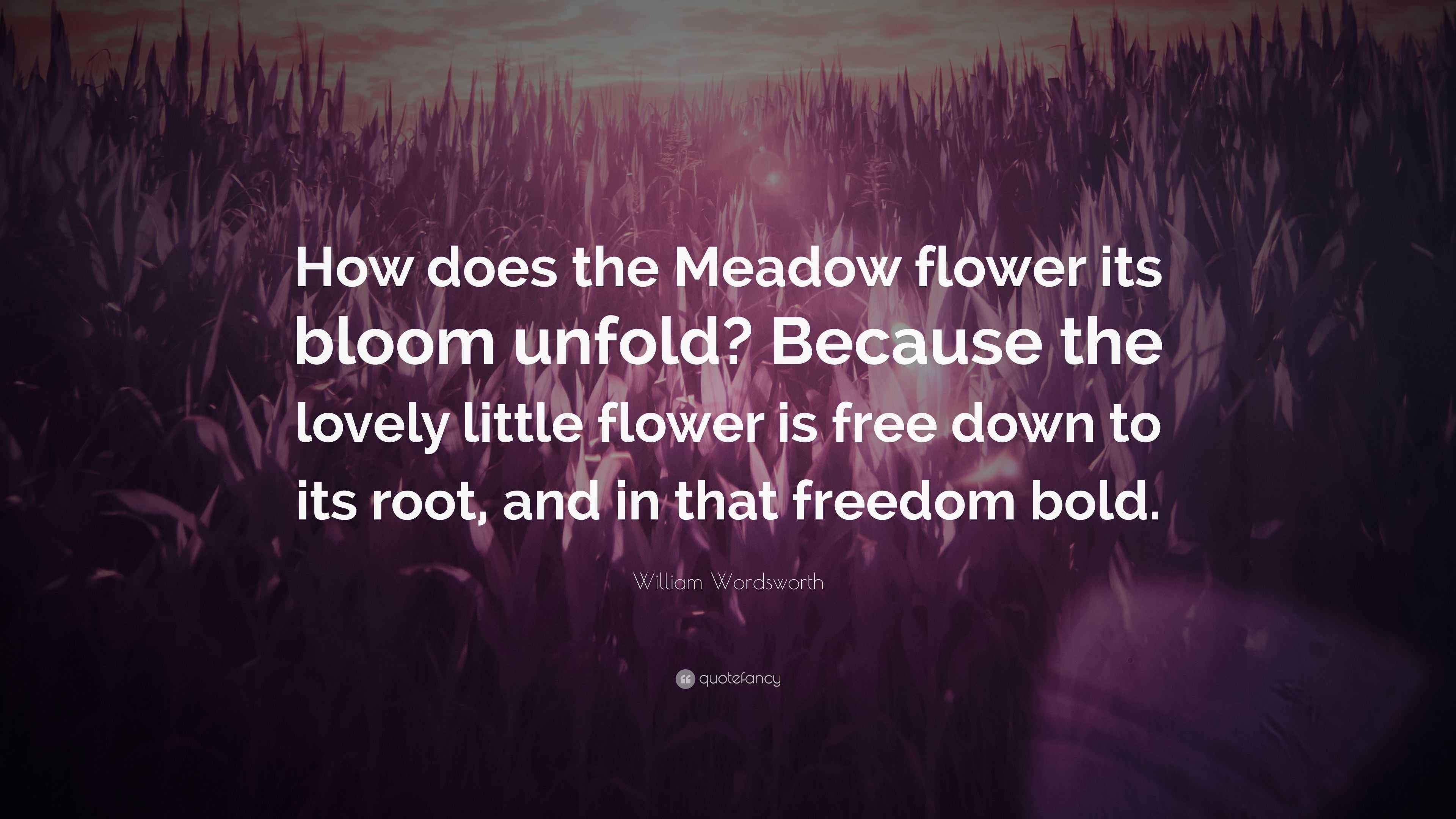 William Wordsworth Quote “How does the Meadow flower its bloom unfold