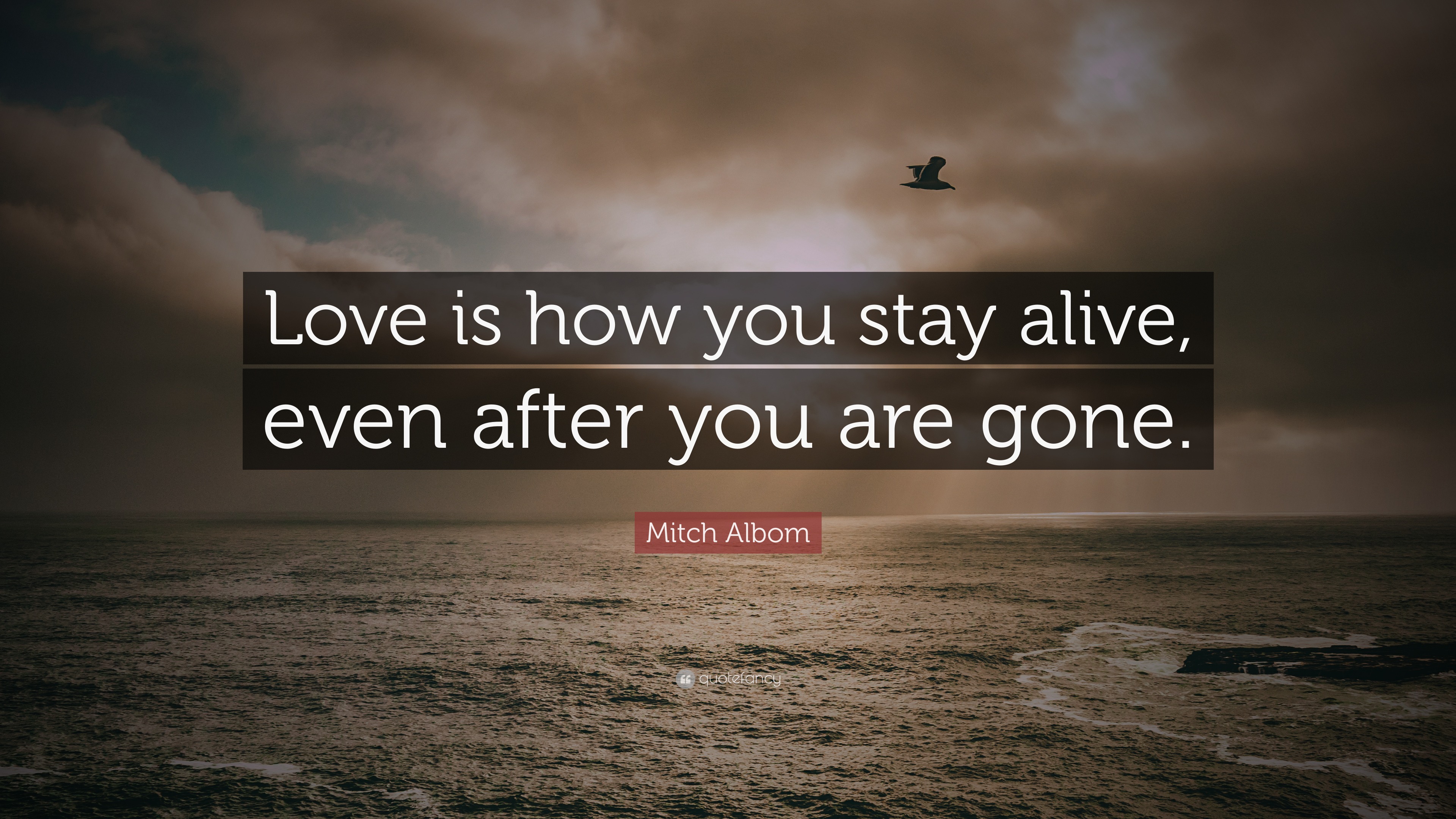 Mitch Albom Quote: “Love is how you stay alive, even after you are gone.”