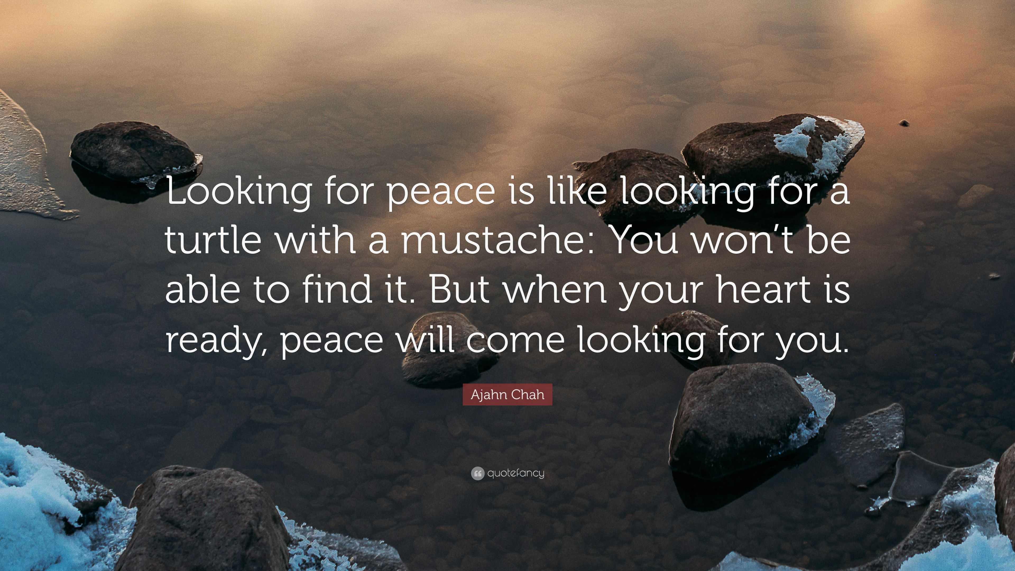 Ajahn Chah Quote: “Looking For Peace Is Like Looking For A Turtle With ...