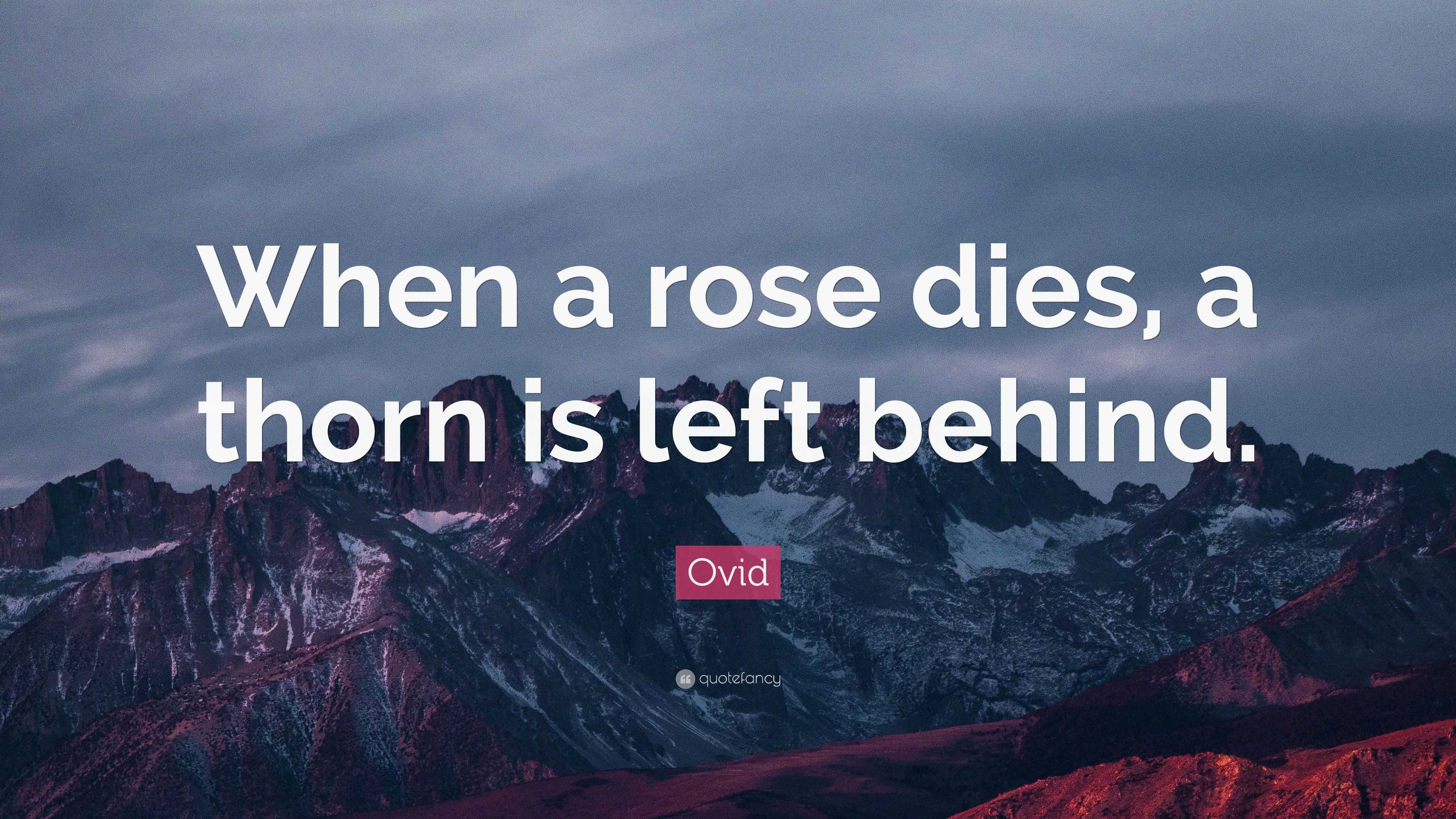Ovid Quote “When a rose dies, a thorn is left behind.”
