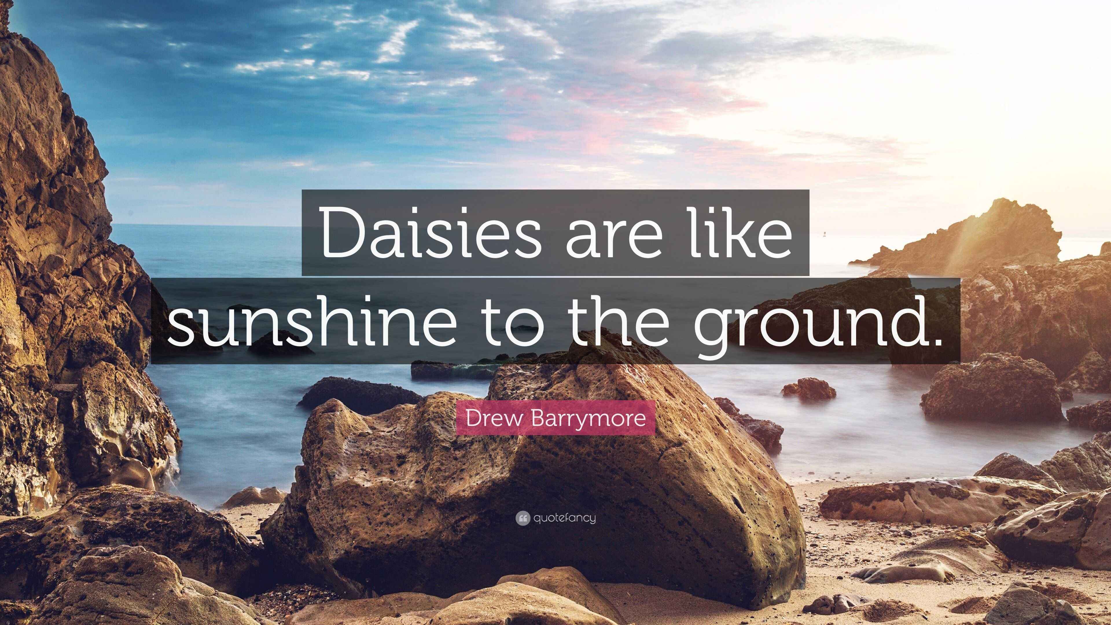 Drew Barrymore Quote “Daisies are like sunshine to the ground.”