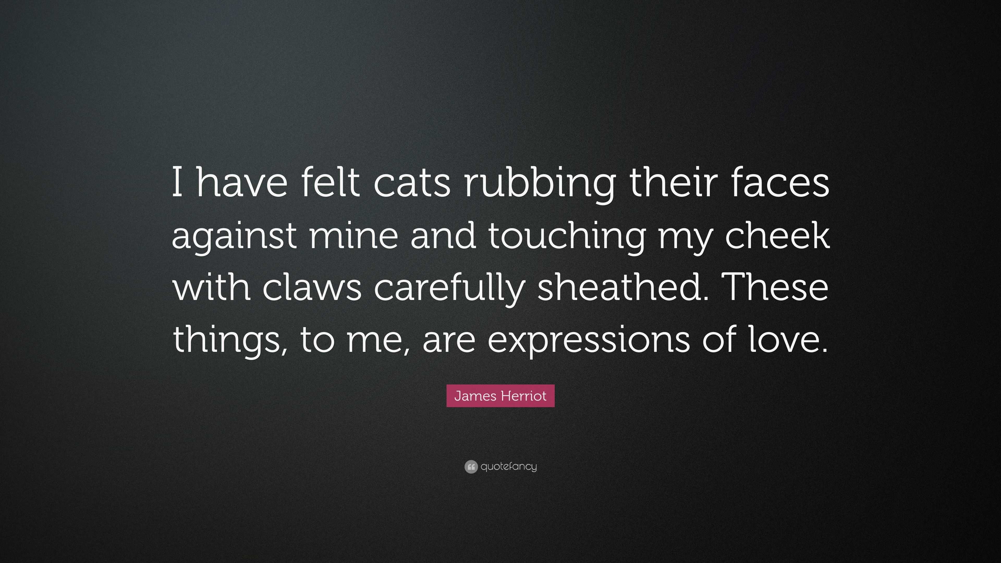 James Herriot Quote: “i Have Felt Cats Rubbing Their Faces Against Mine 