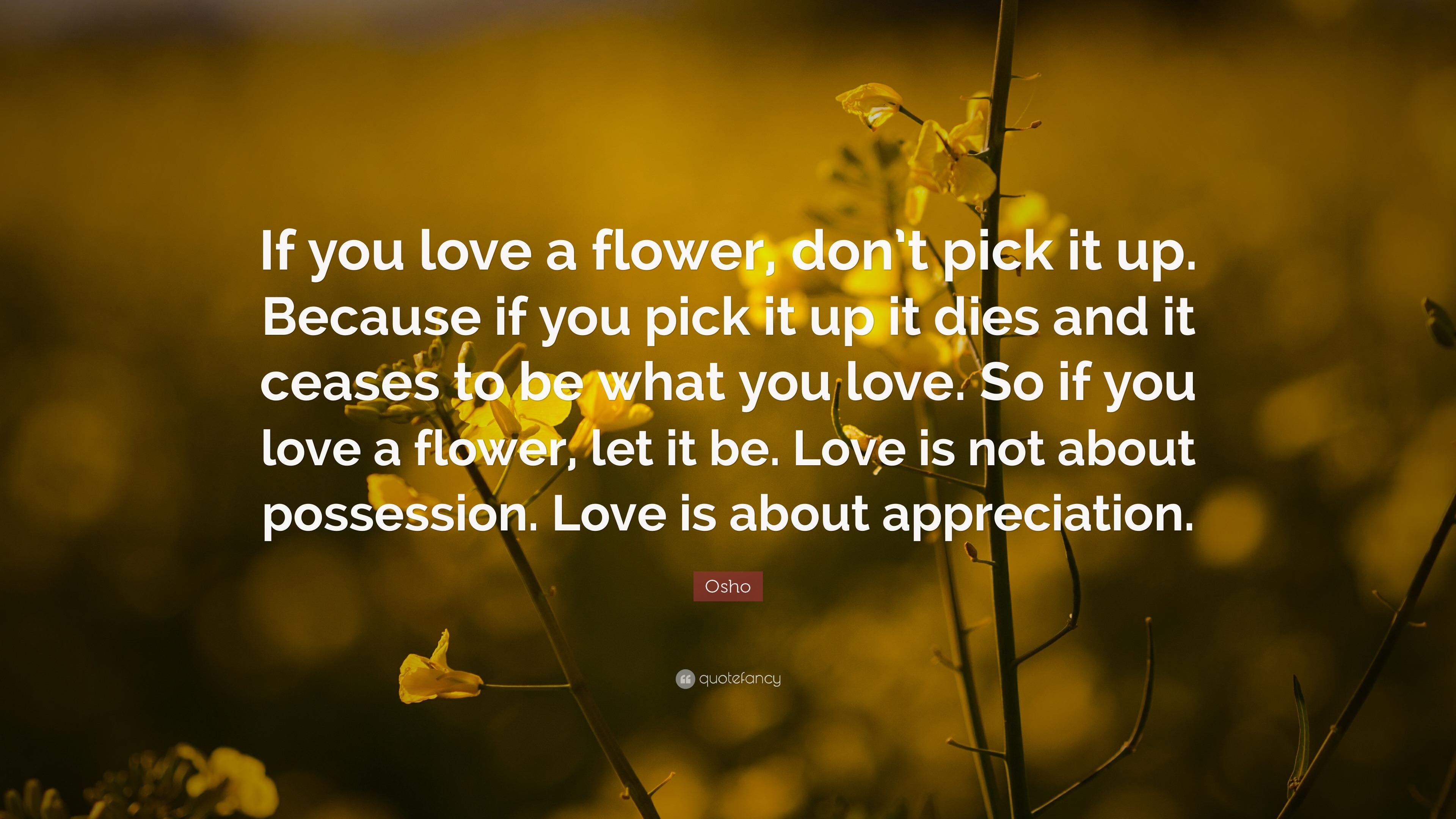Osho Quote If You Love A Flower Dont Pick It Up