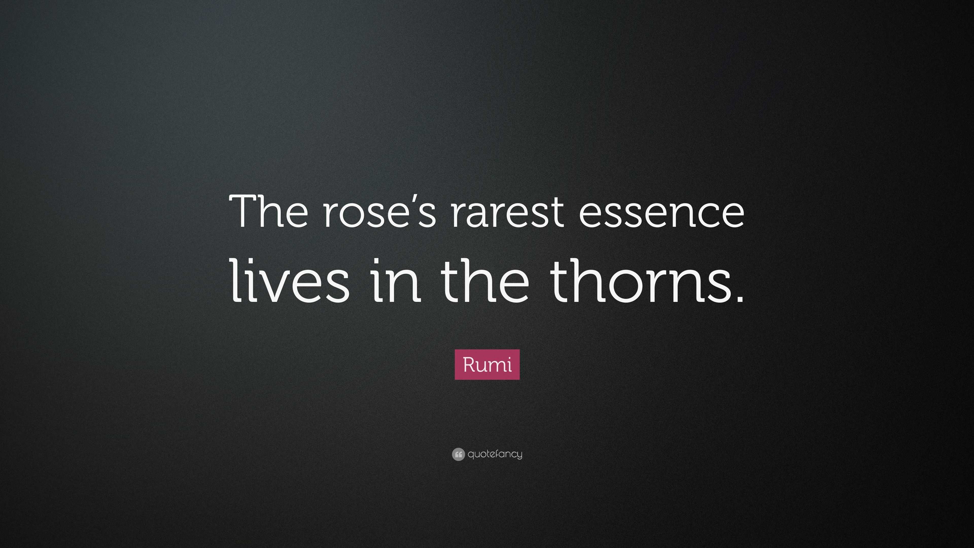 Rumi Quote “The rose’s rarest essence lives in the thorns.”