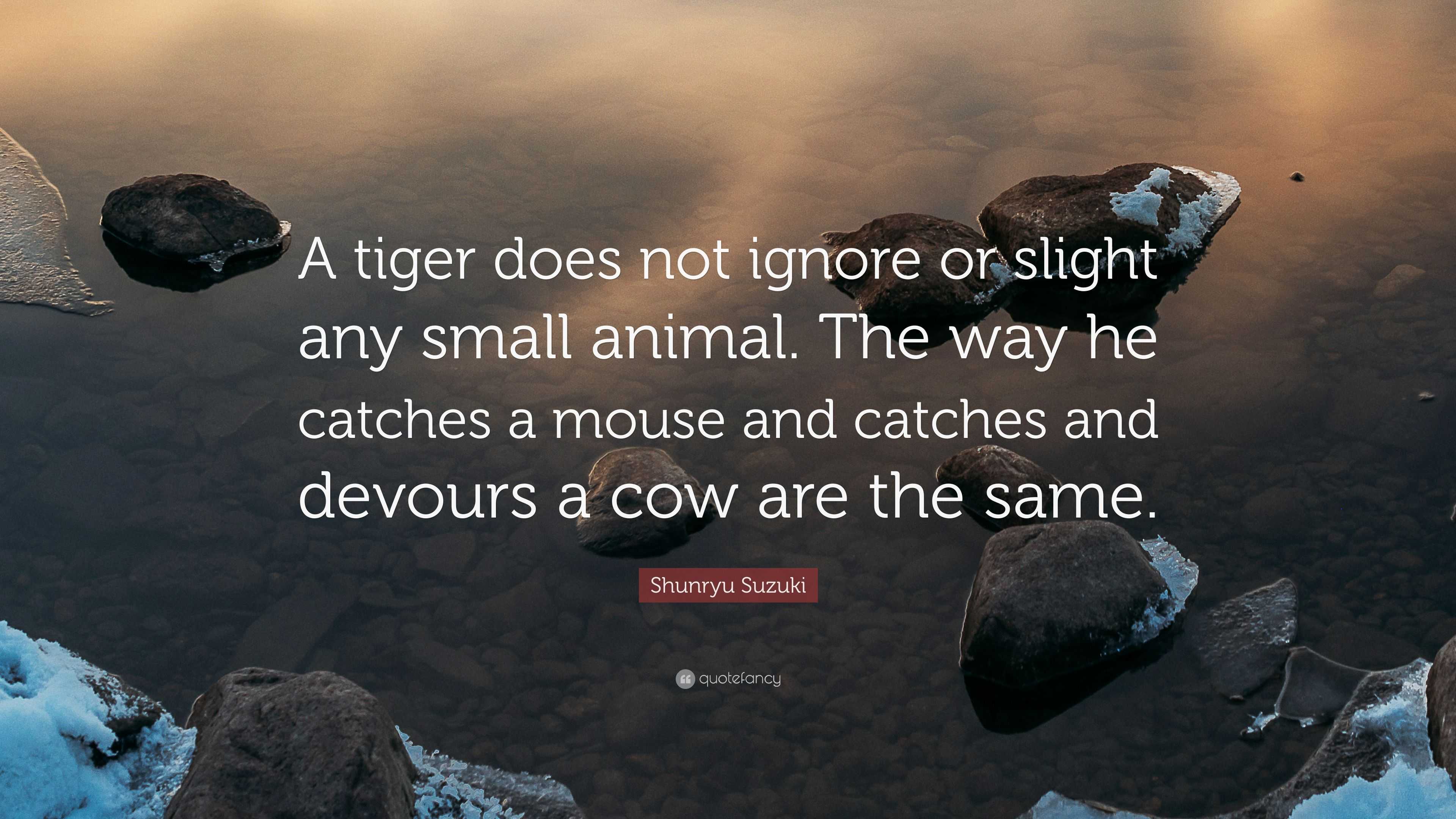 Shunryu Suzuki Quote: “A tiger does not ignore or slight any small animal.  The way he catches a mouse and catches and devours a cow are the sam...”