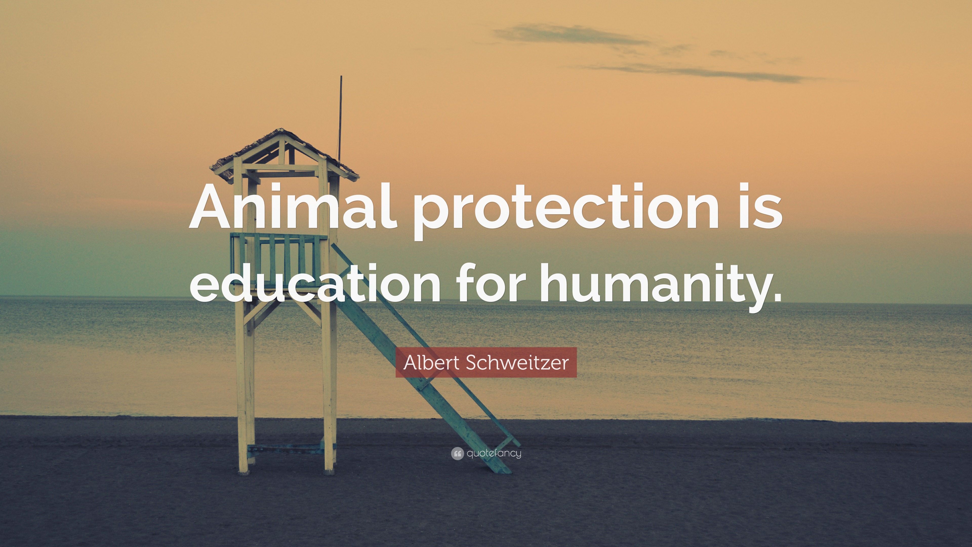 Albert Schweitzer Quote “Animal protection is education to the humanity.”