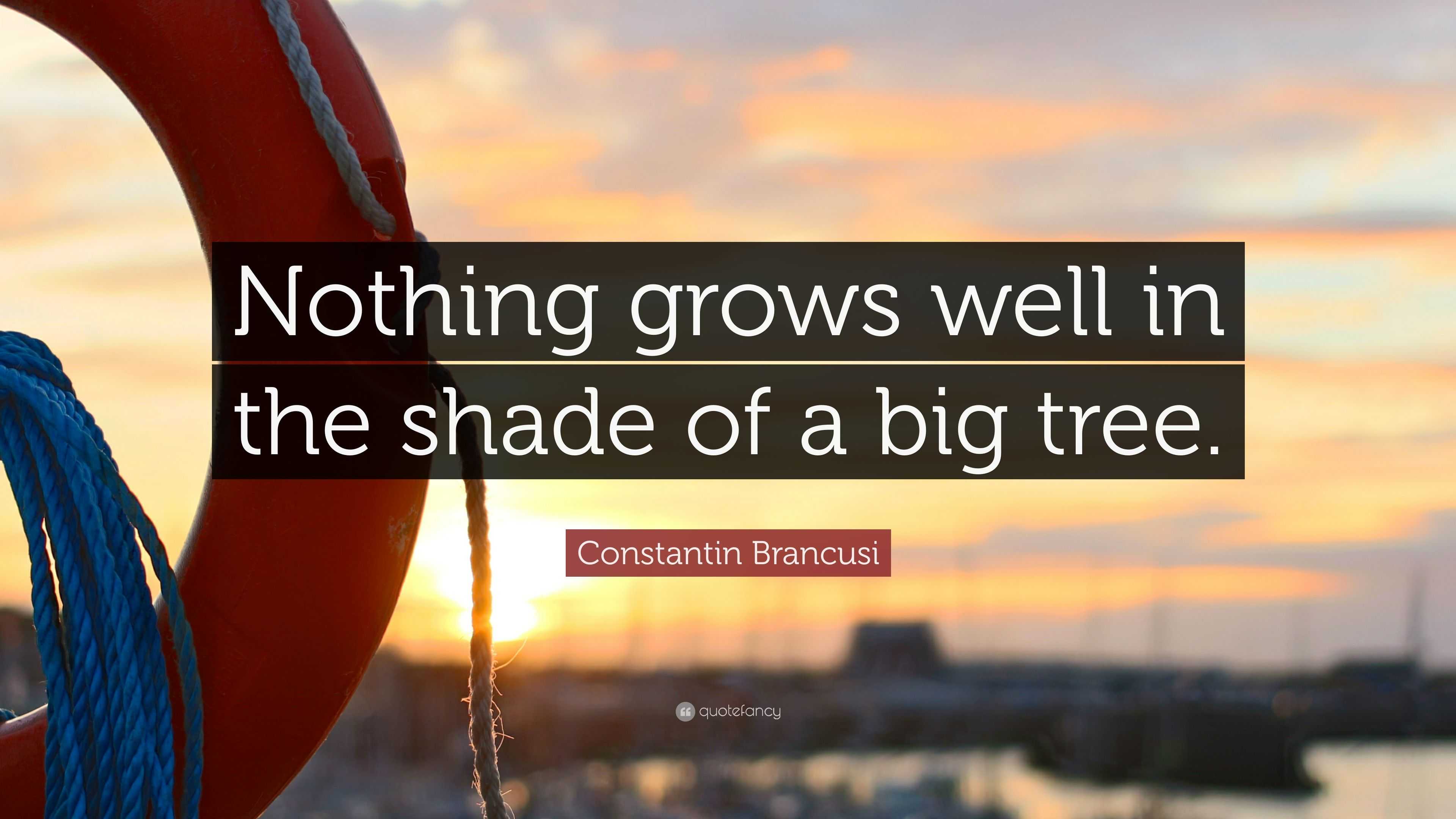 Constantin Brancusi Quote “Nothing grows well in the shade of a big tree.”