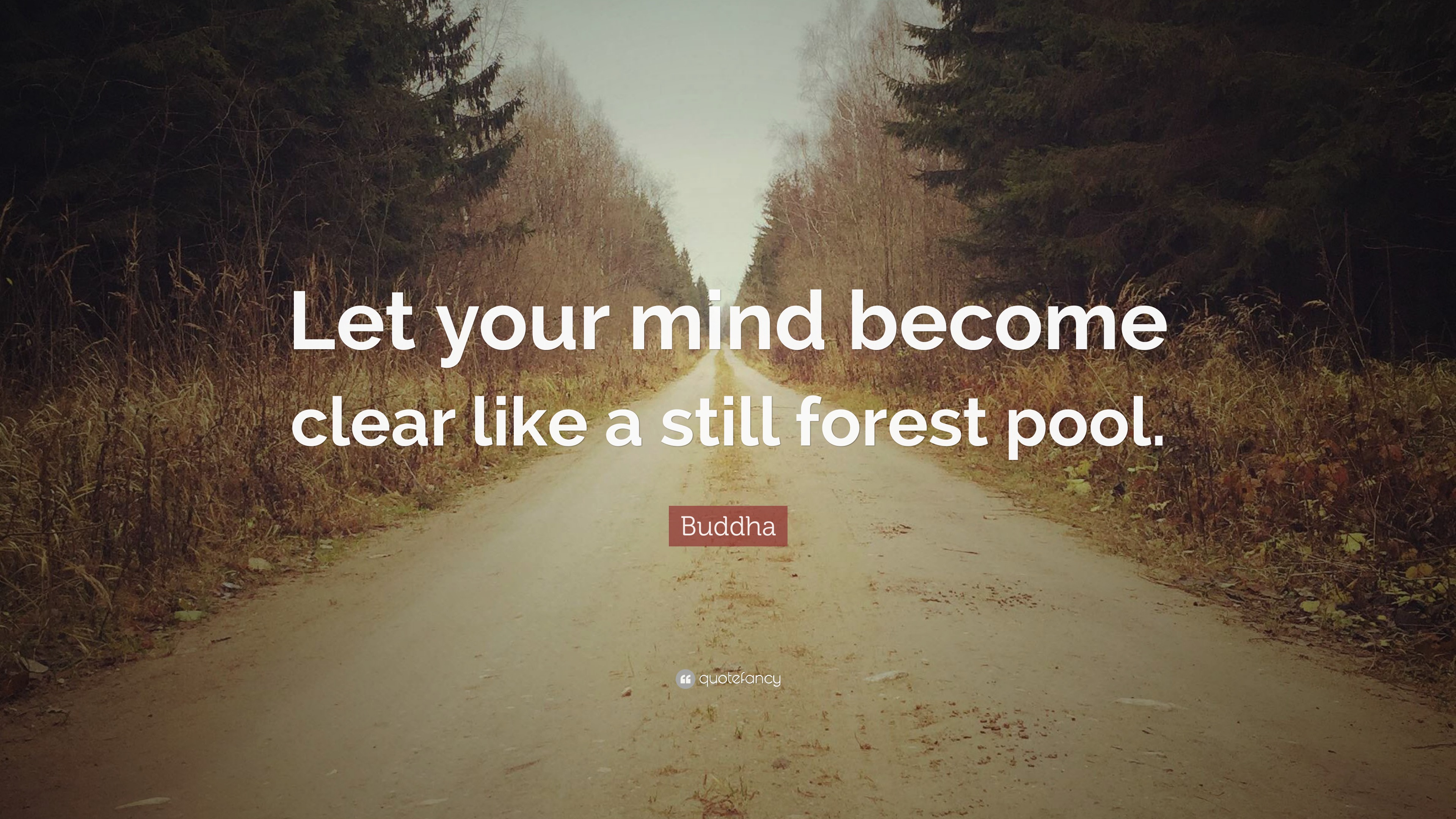 Buddha Quote: “Let your mind become clear like a still forest pool.”