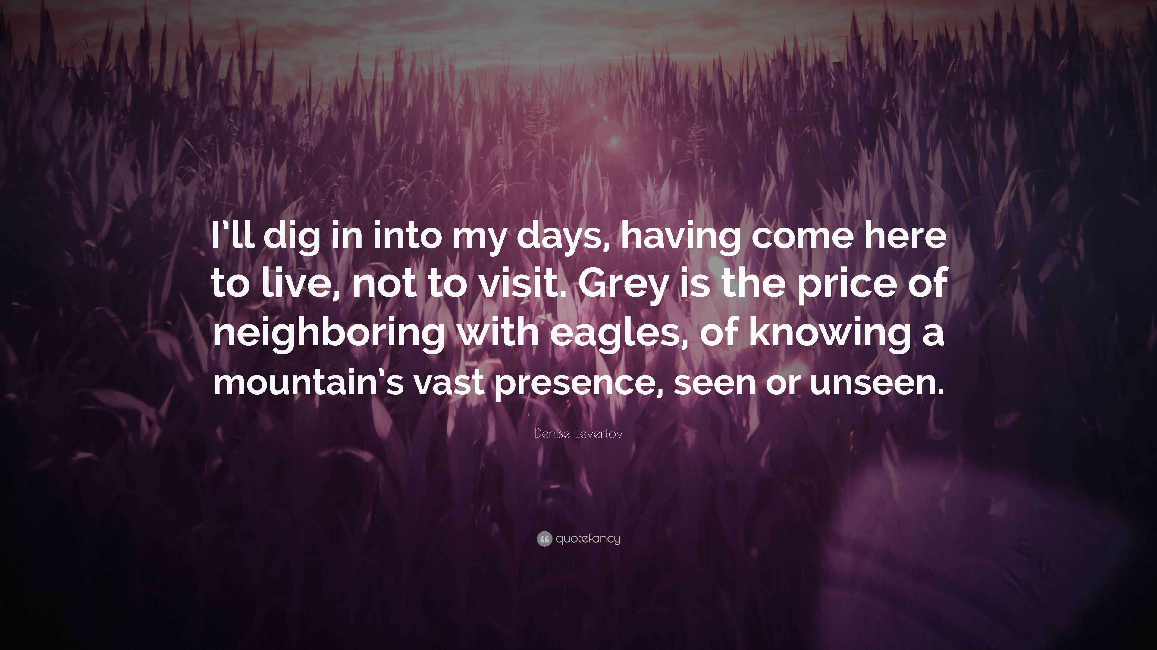 Denise Levertov Quote: “I'll dig in into my days, having come here to live,  not to visit. Grey is the price of neighboring with eagles, of knowi”