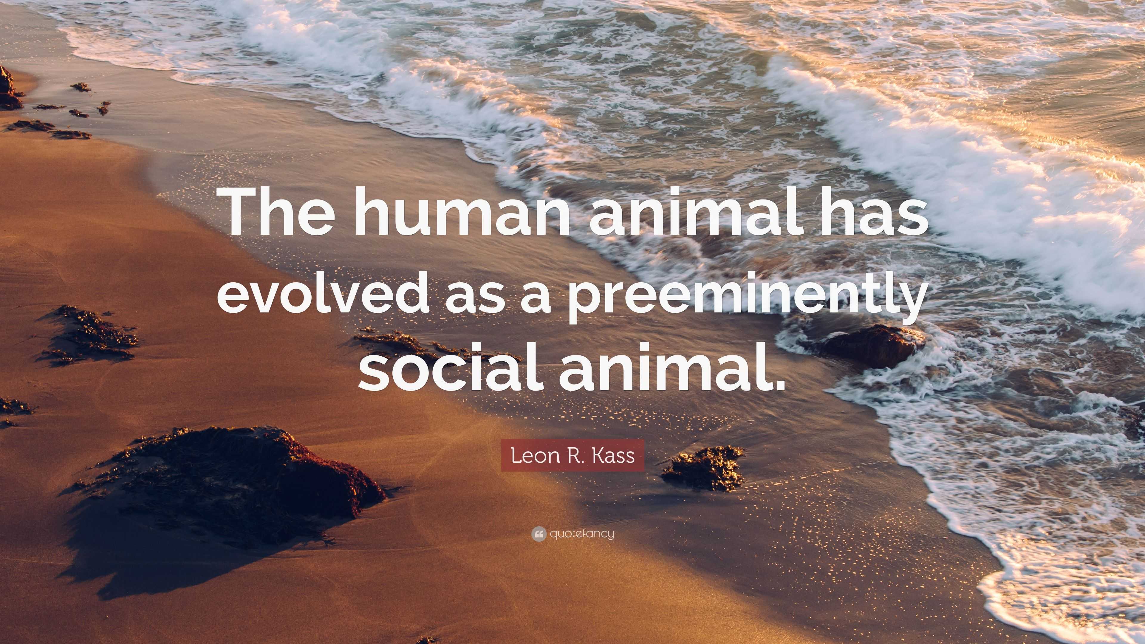 Leon R. Kass Quote: “The human animal has evolved as a preeminently social  animal.”