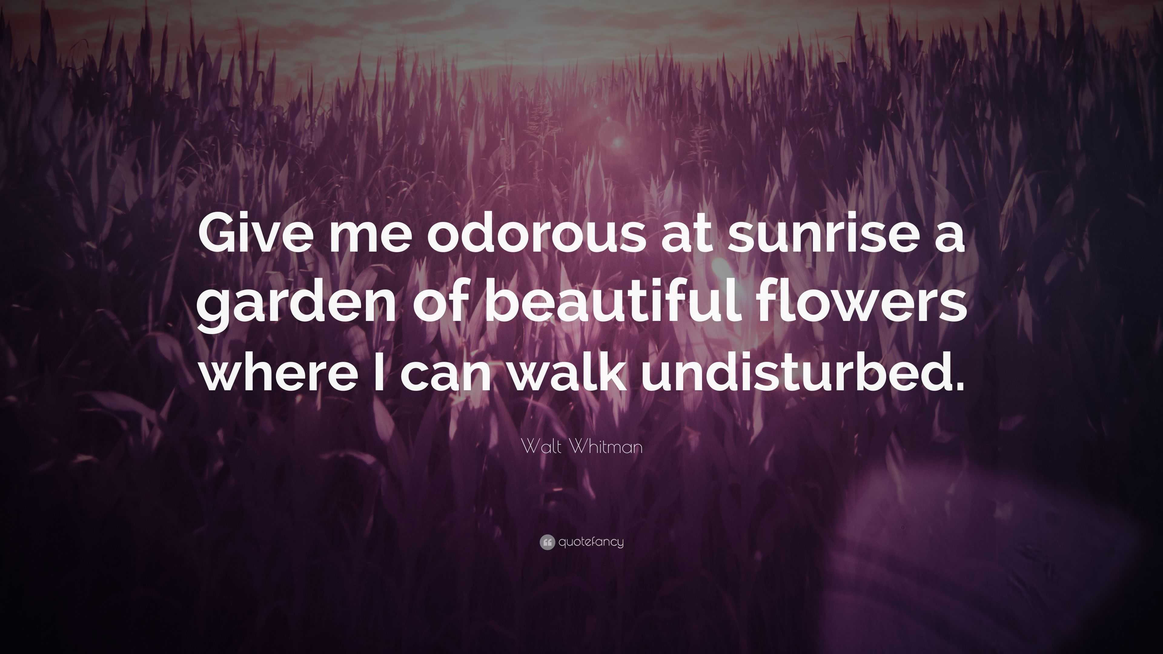 Walt Whitman Quote: “Give me odorous at sunrise a garden of beautiful ...