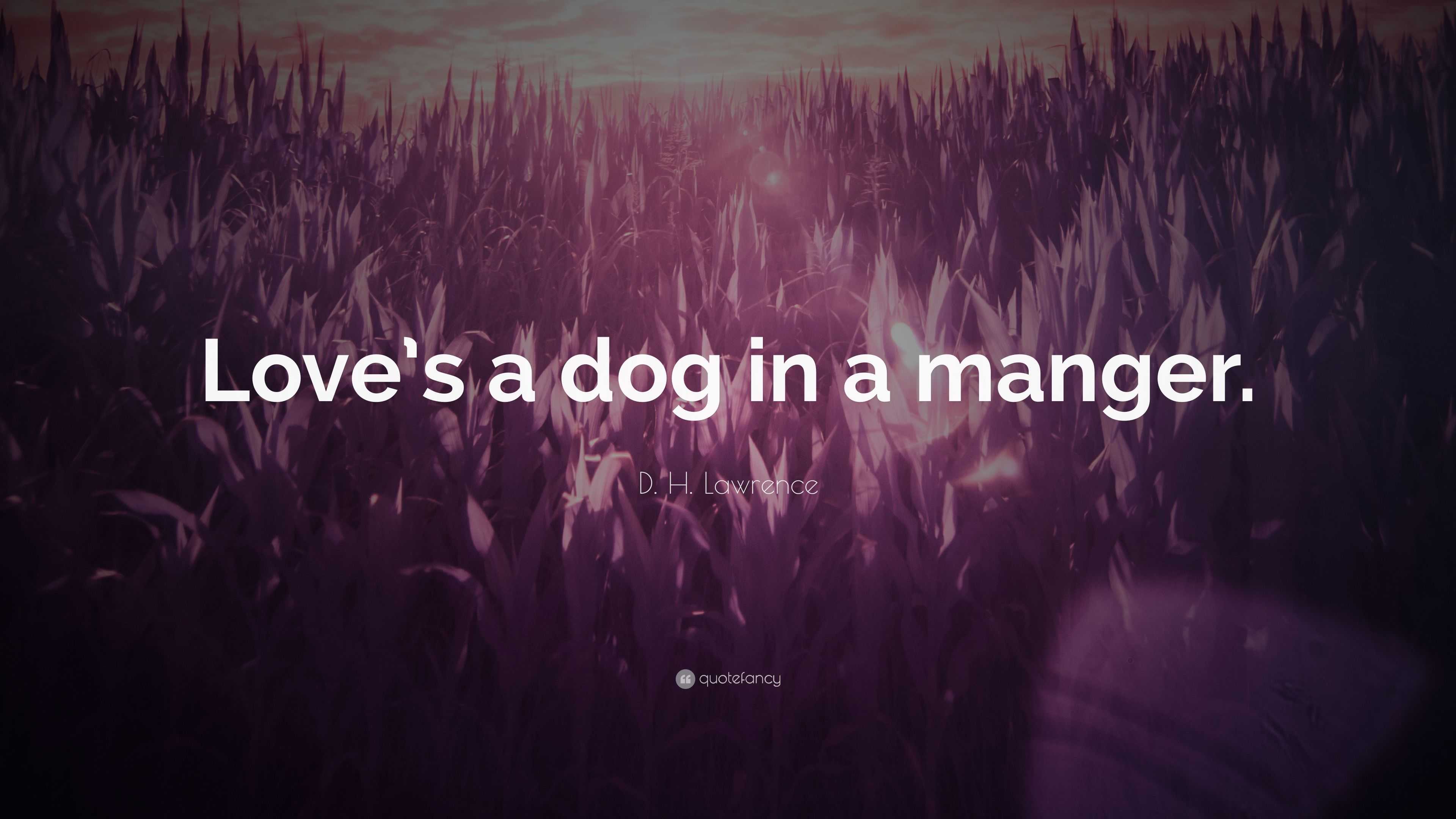 D. H. Lawrence Quote: “Love’s a dog in a manger.”