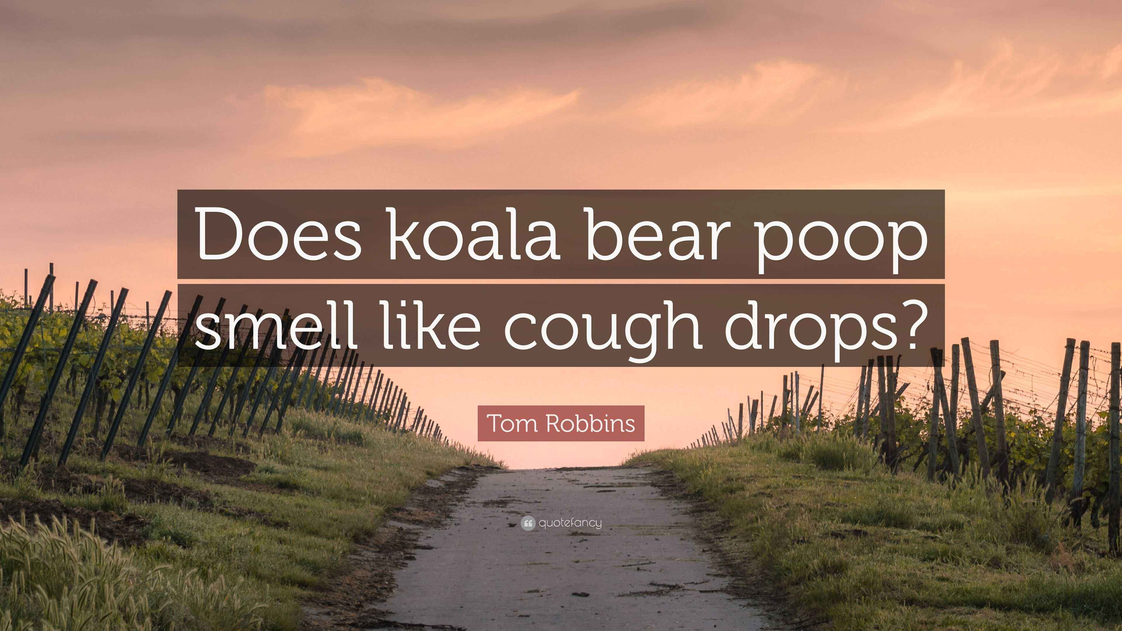 Tom Robbins Quote “Does koala bear poop smell like cough drops?”