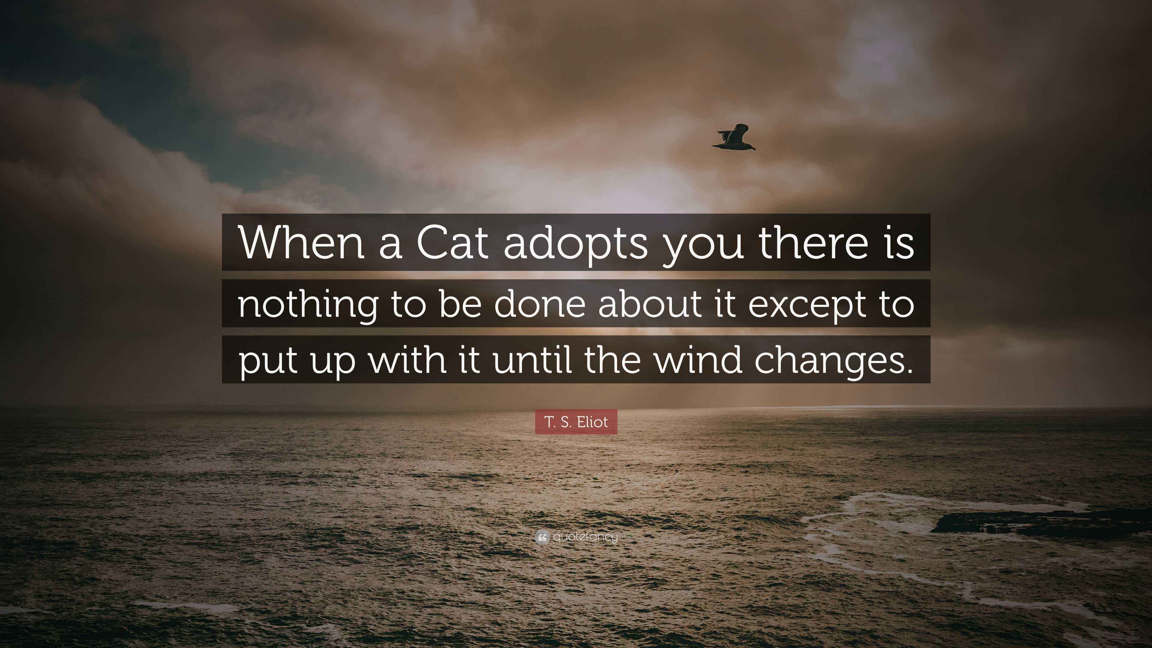 T. S. Eliot Quote “When a Cat adopts you there is nothing to be done about it except to put up