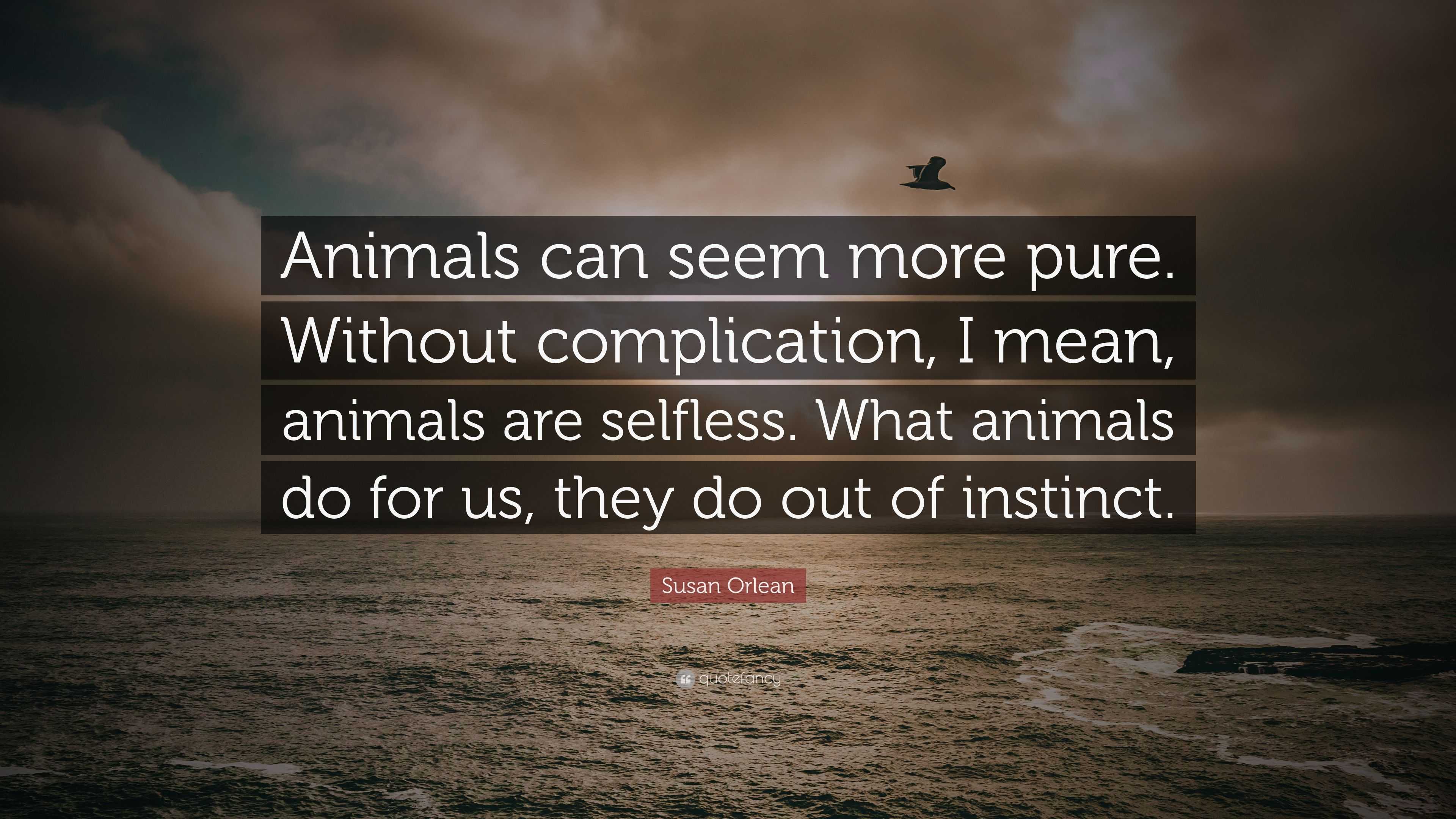 Susan Orlean Quote: “Animals can seem more pure. Without complication ...