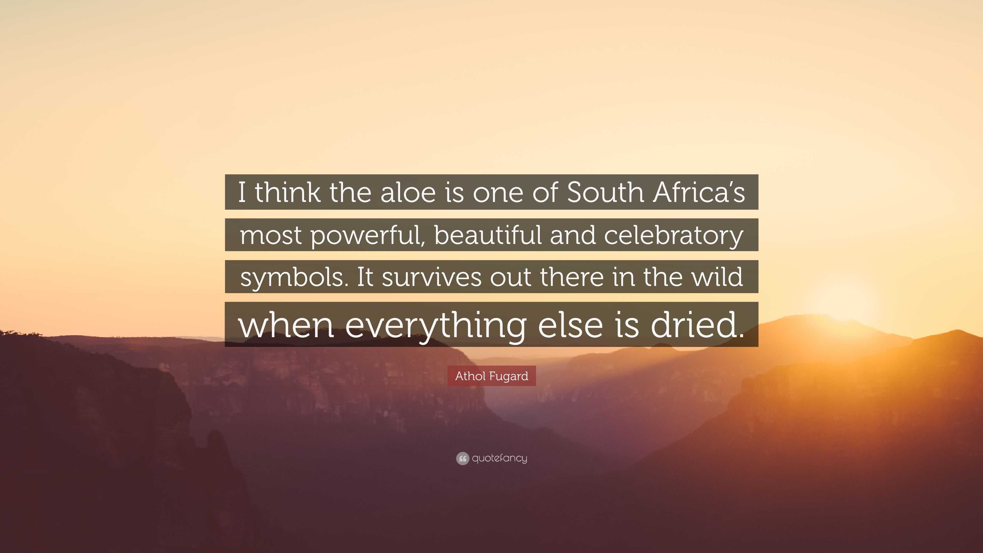 Athol Fugard Quote: I think the aloe is one of South Africa's most  powerful, beautiful and celebratory symbols. It survives out there in...
