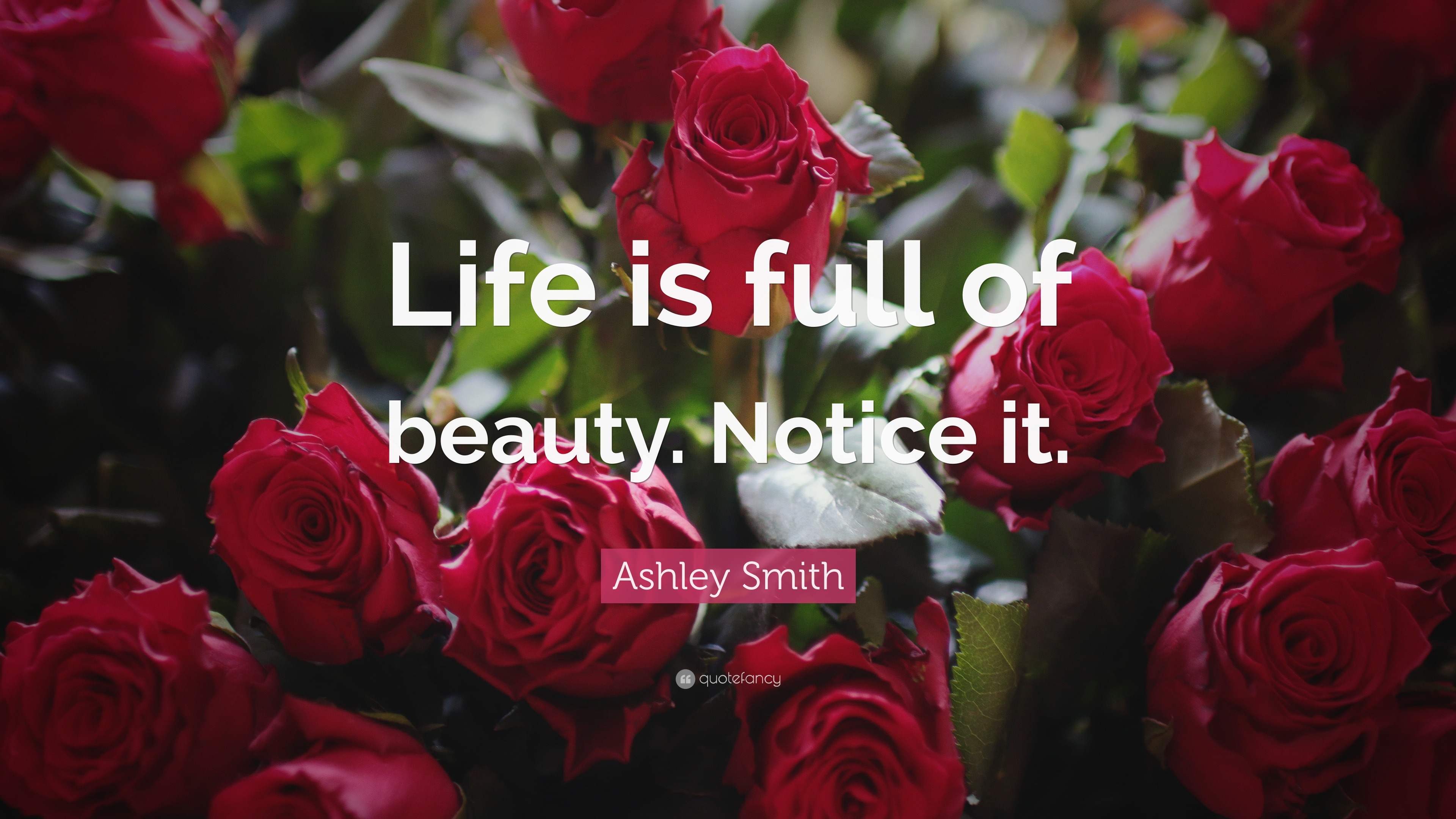 Ashley Smith Quote “Life is full of beauty Notice it ”