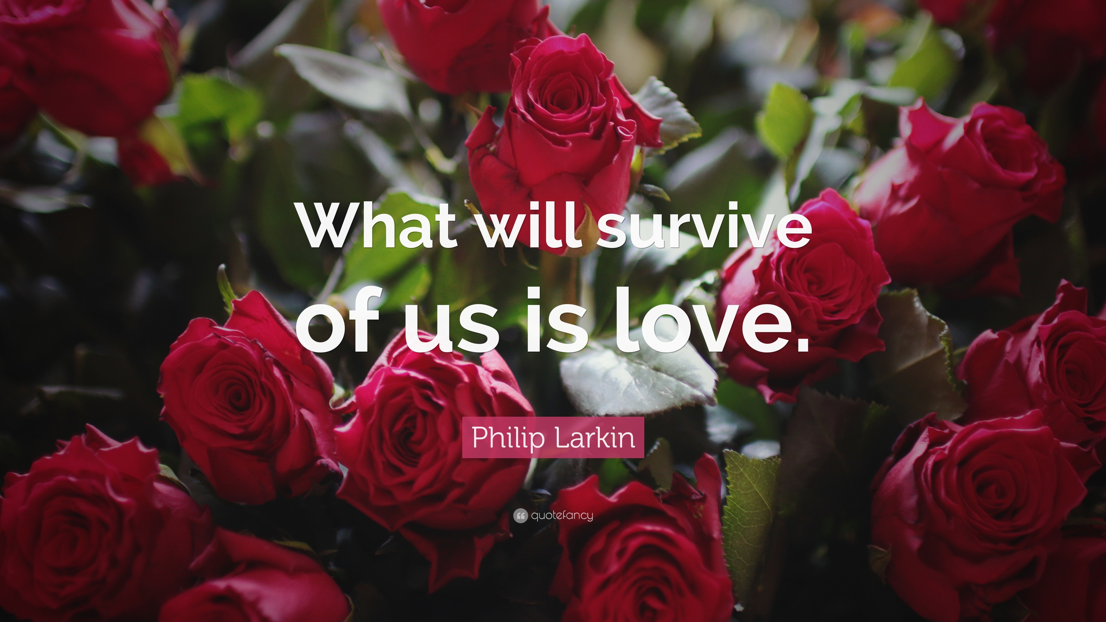 Philip Larkin Quote: “What will survive of us is love.”