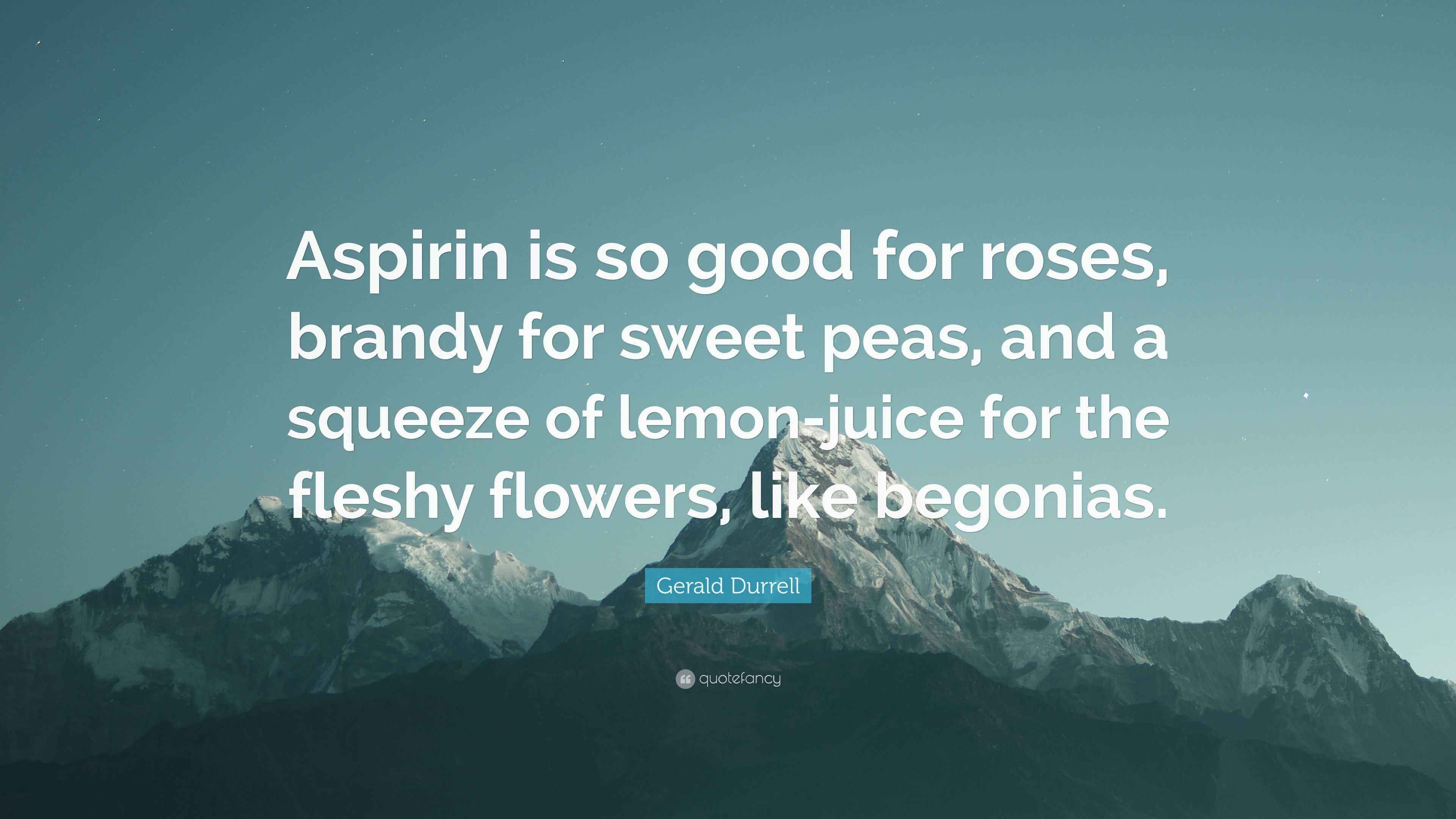Gerald Durrell Quote “Aspirin is so good for roses, brandy for sweet