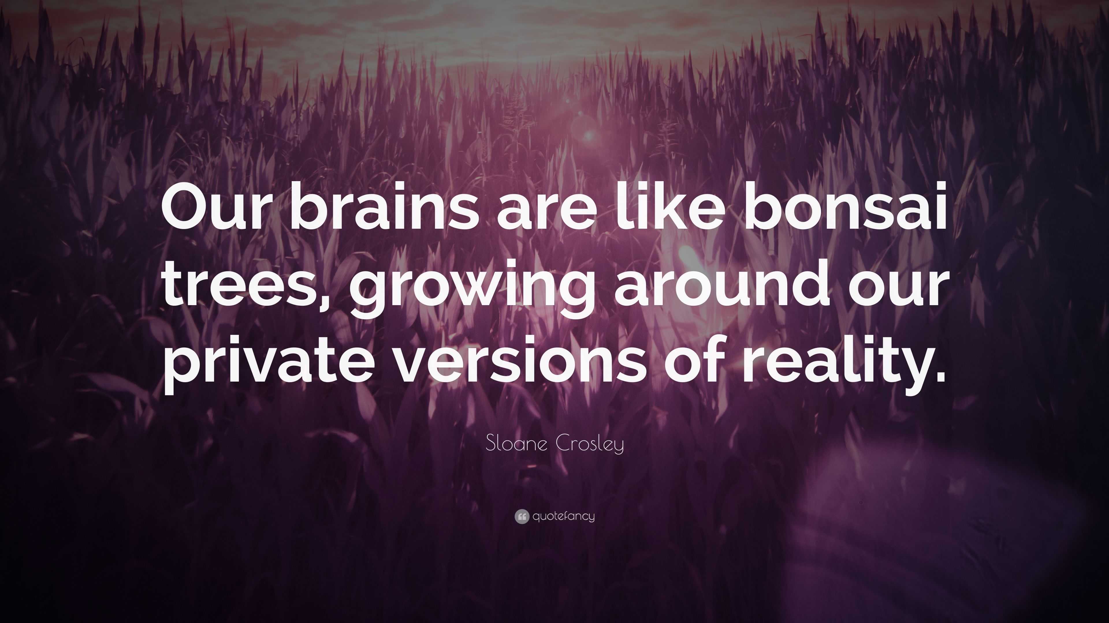Sloane Crosley Quote “Our brains are like bonsai trees, growing around